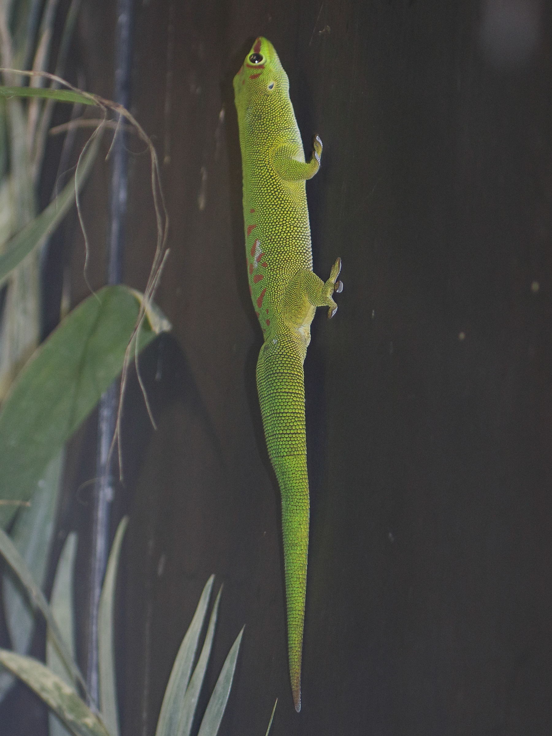 phelsuma_madagascariensis2bd