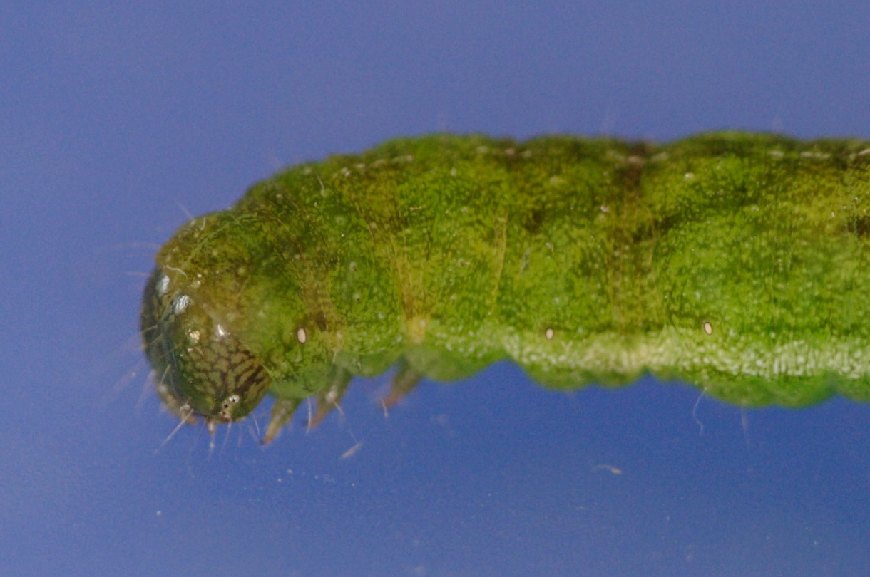 phlogophora_meticulosa_ch2md