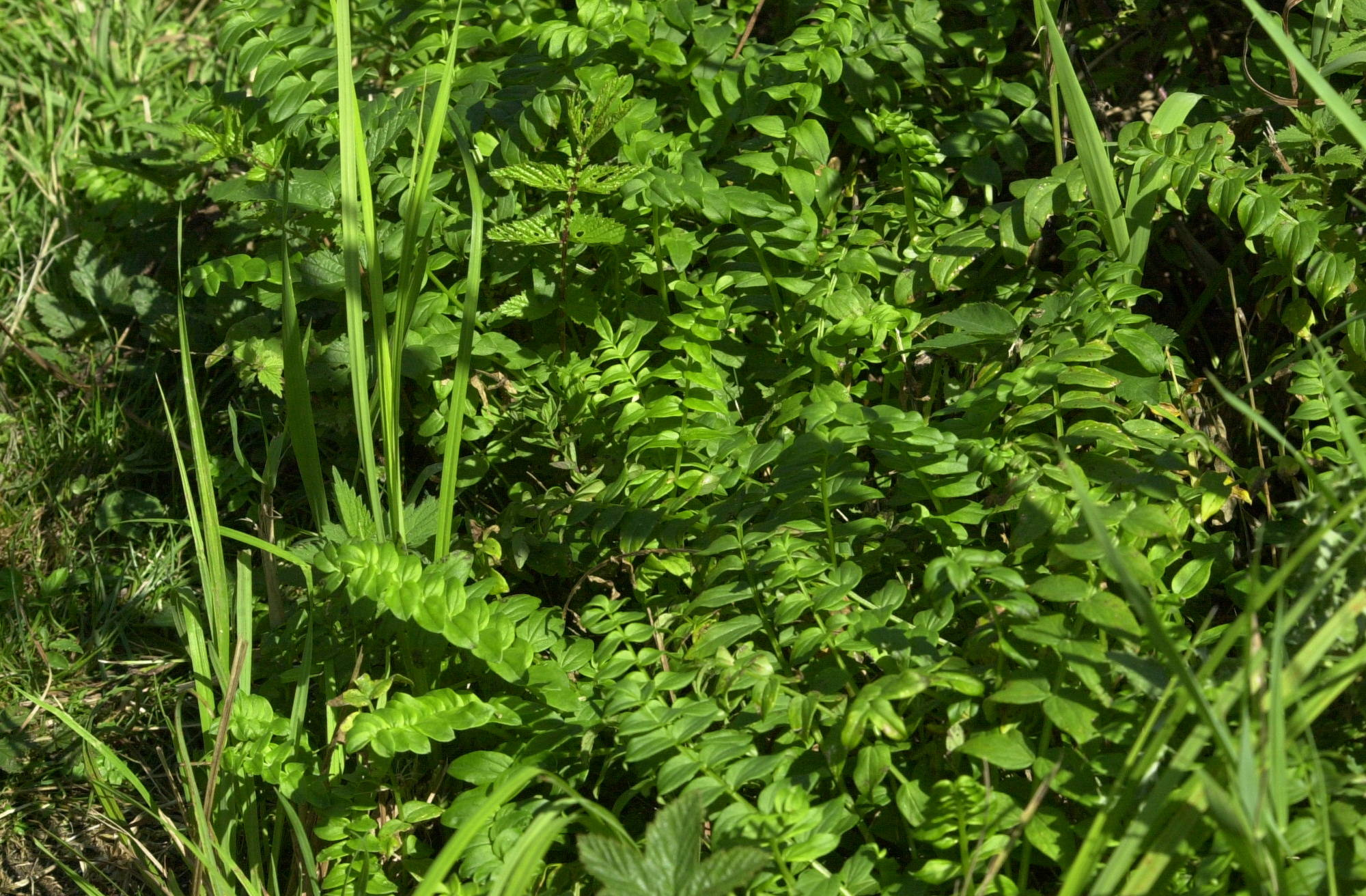 Afficher le média polemonium_caeruleum4md polemonium_caeruleum4md