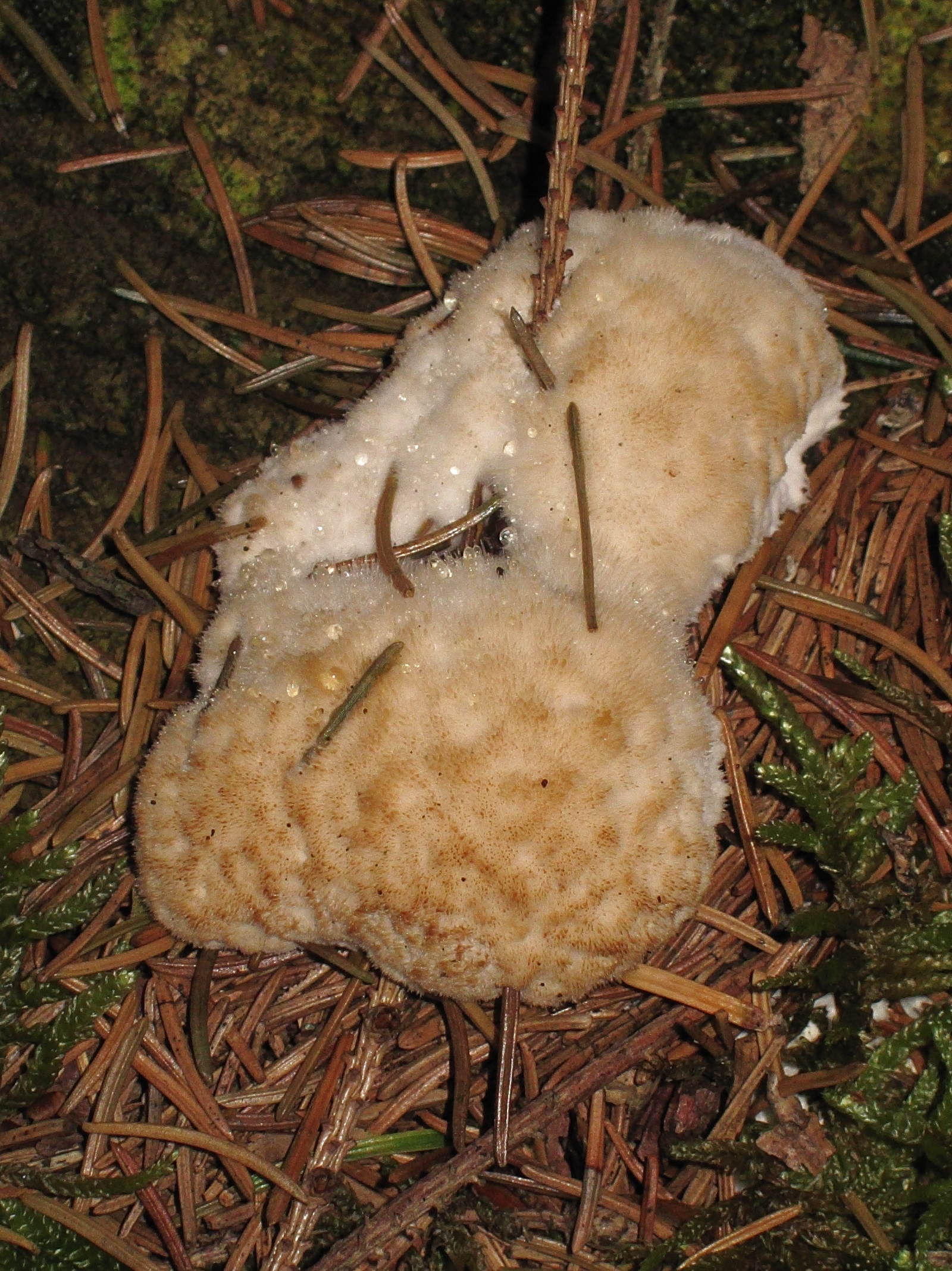 Afficher le média postia_ptychogaster1bd postia_ptychogaster1bd