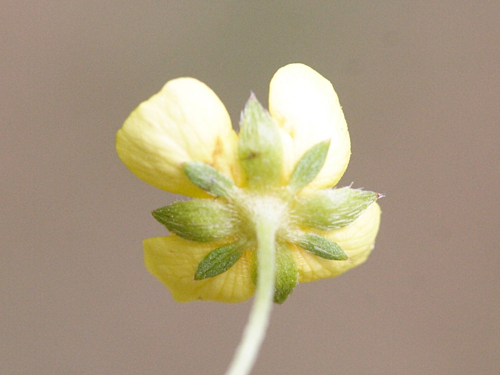 Potentilla_erecta