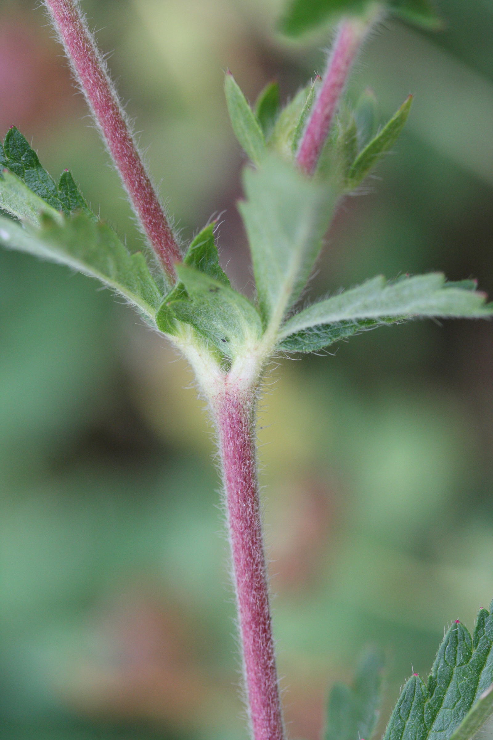potentilla_norvegica4md
