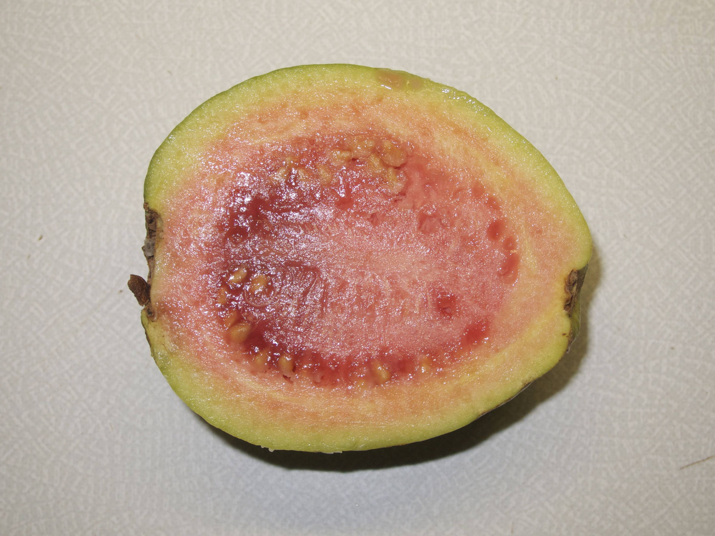 psidium_guajava9md