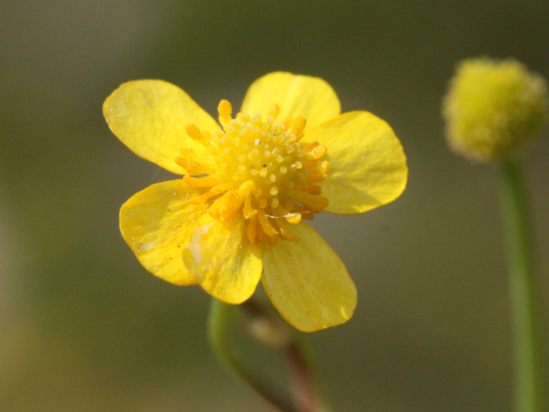 Afficher le média ranunculus_ophioglossifolius3md ranunculus_ophioglossifolius3md