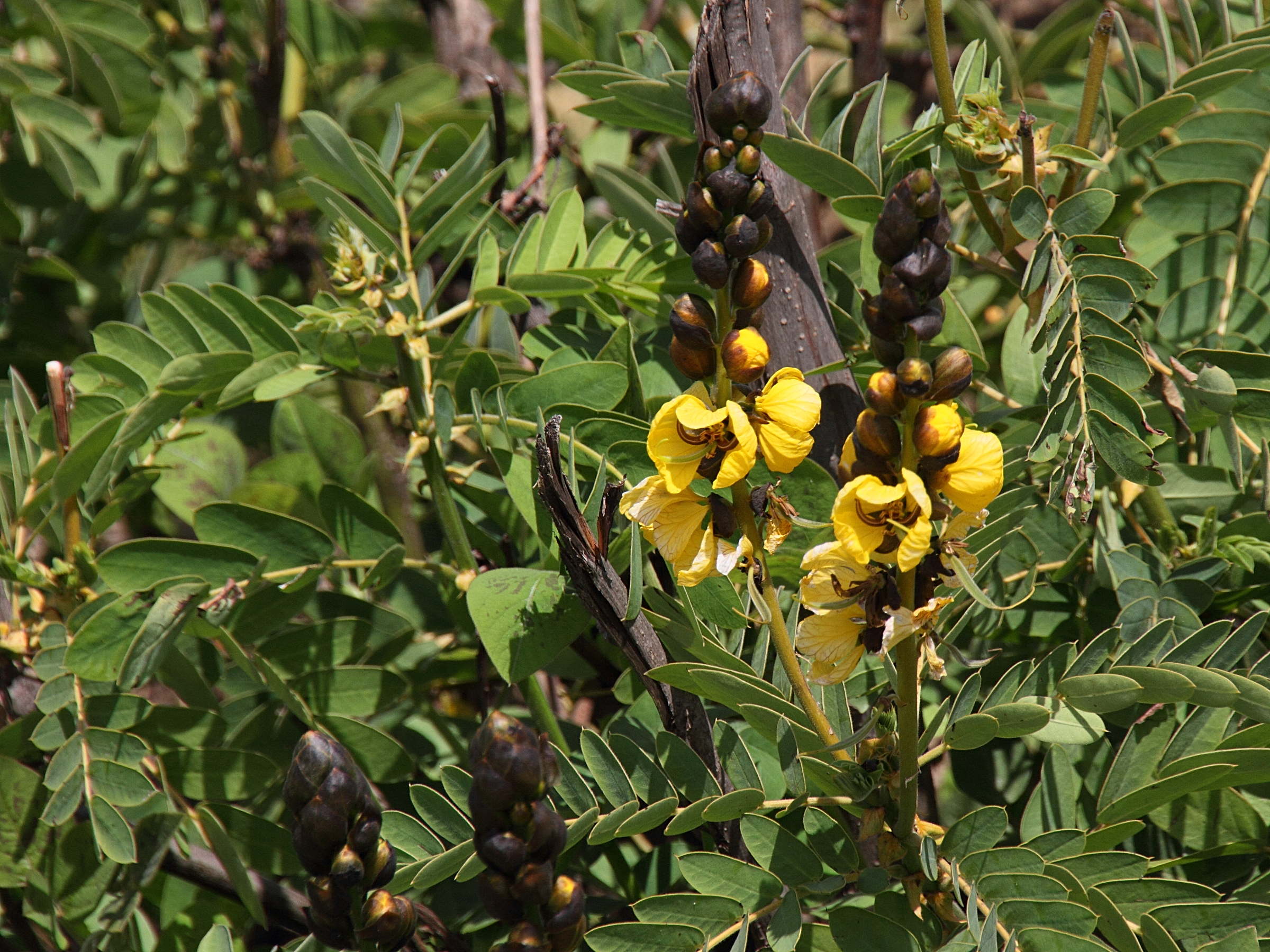 Afficher le média senna_didymobotrya2md senna_didymobotrya2md