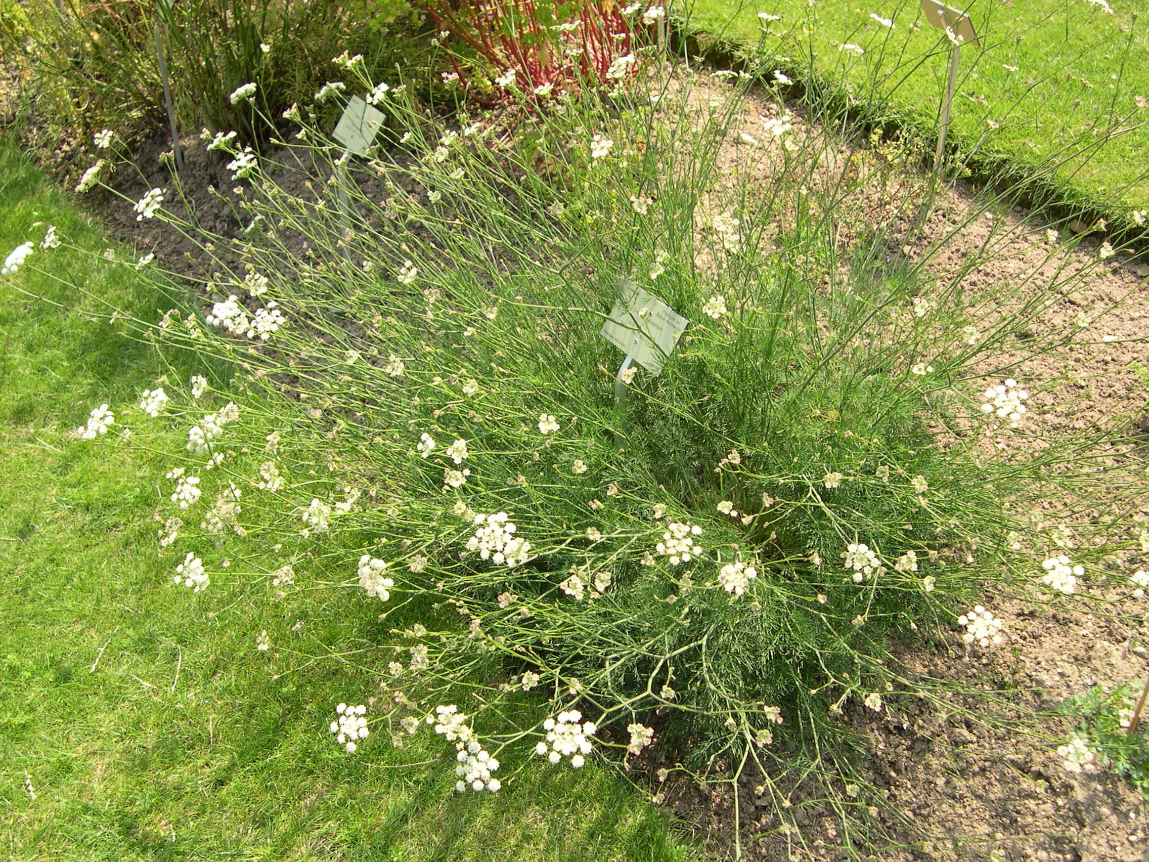 Afficher le média seseli_montanum_montanum1md seseli_montanum_montanum1md