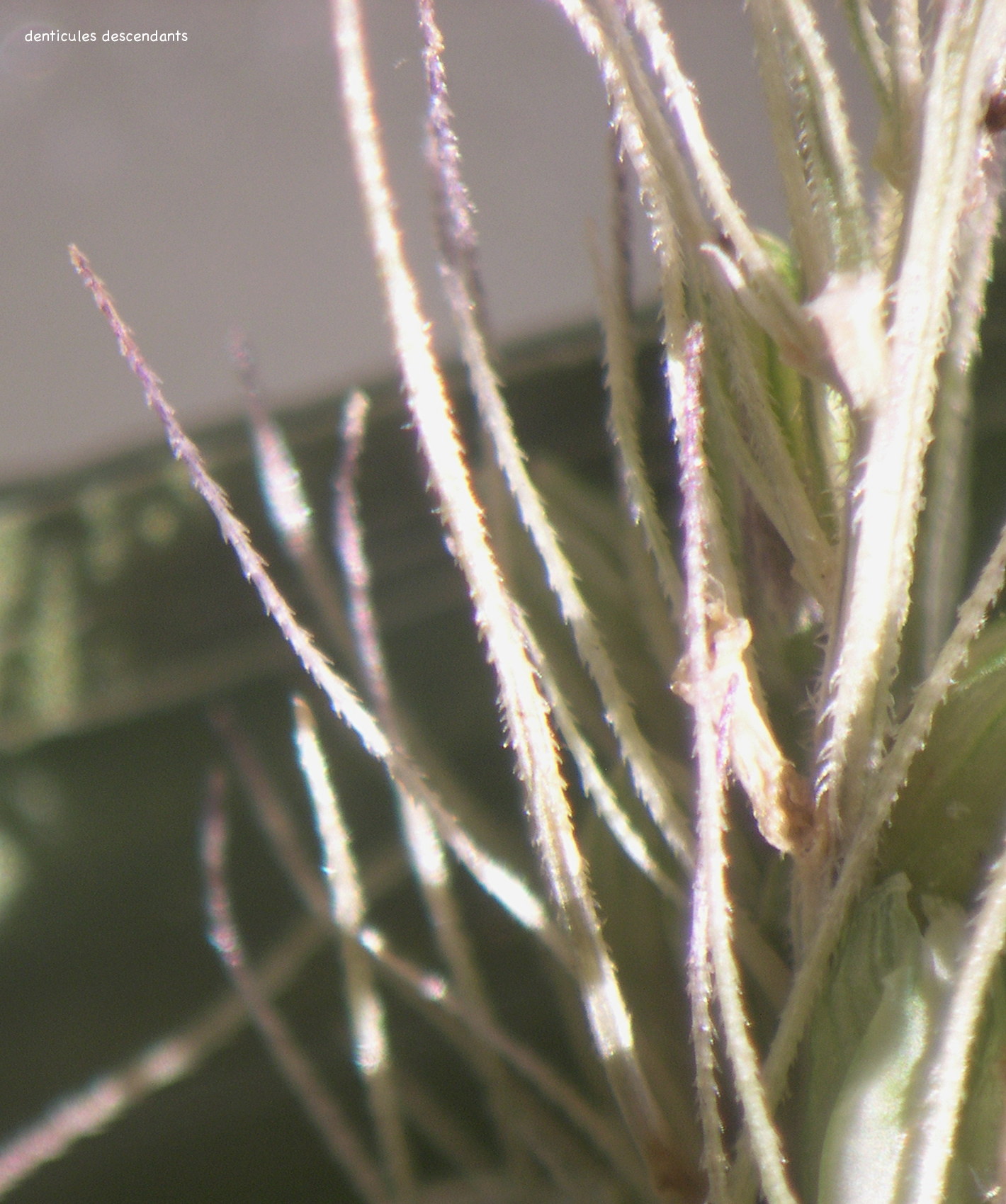 setaria_verticillata5md