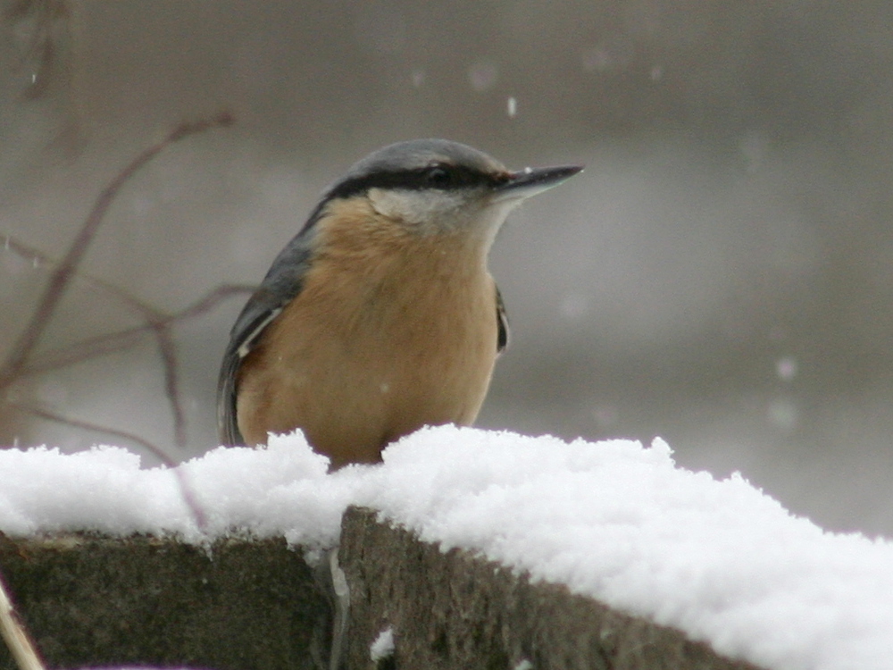 sittelle_torchepot_-_sitta_europaea9sd