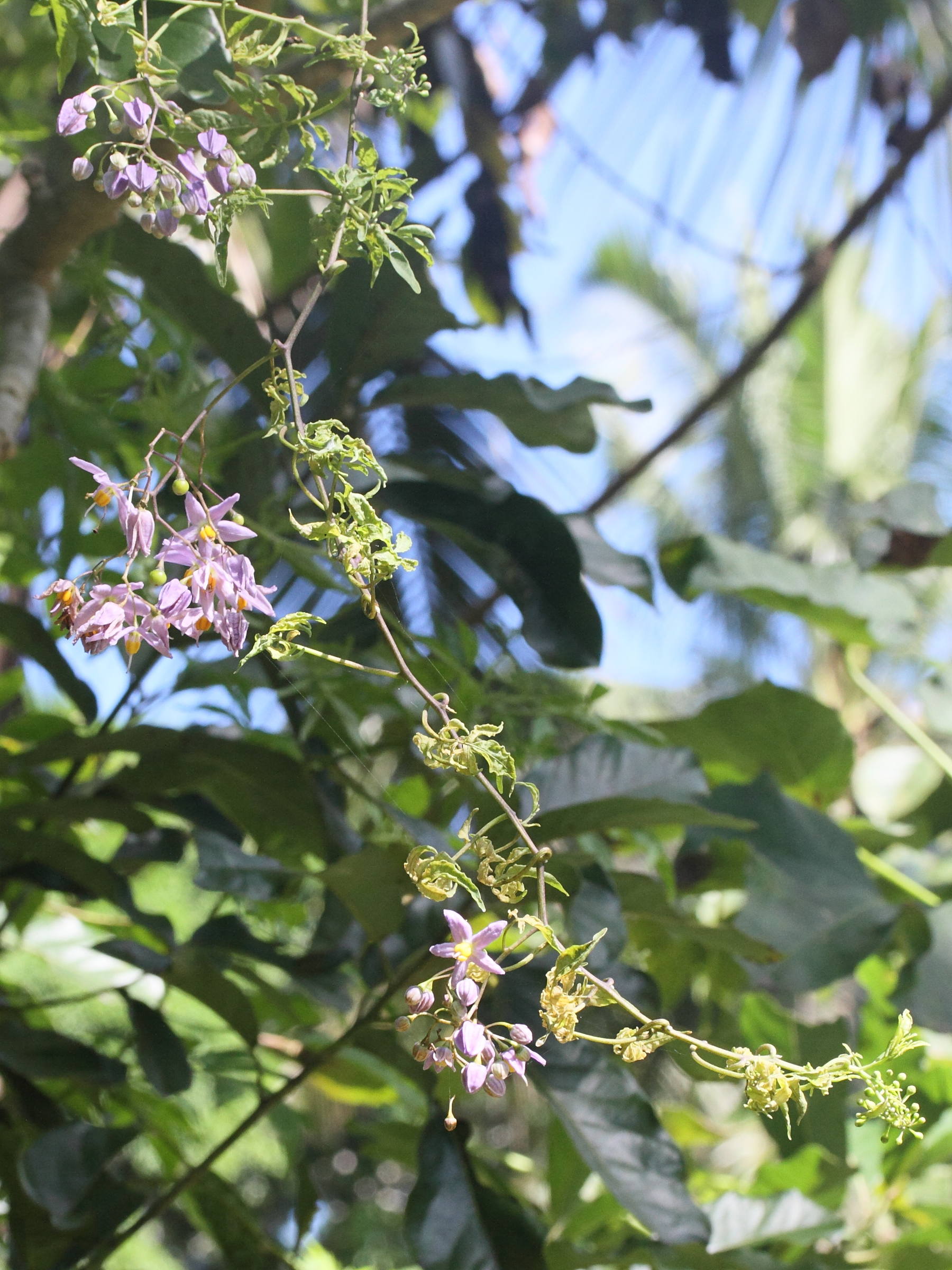 solanum_seaforthianum3md