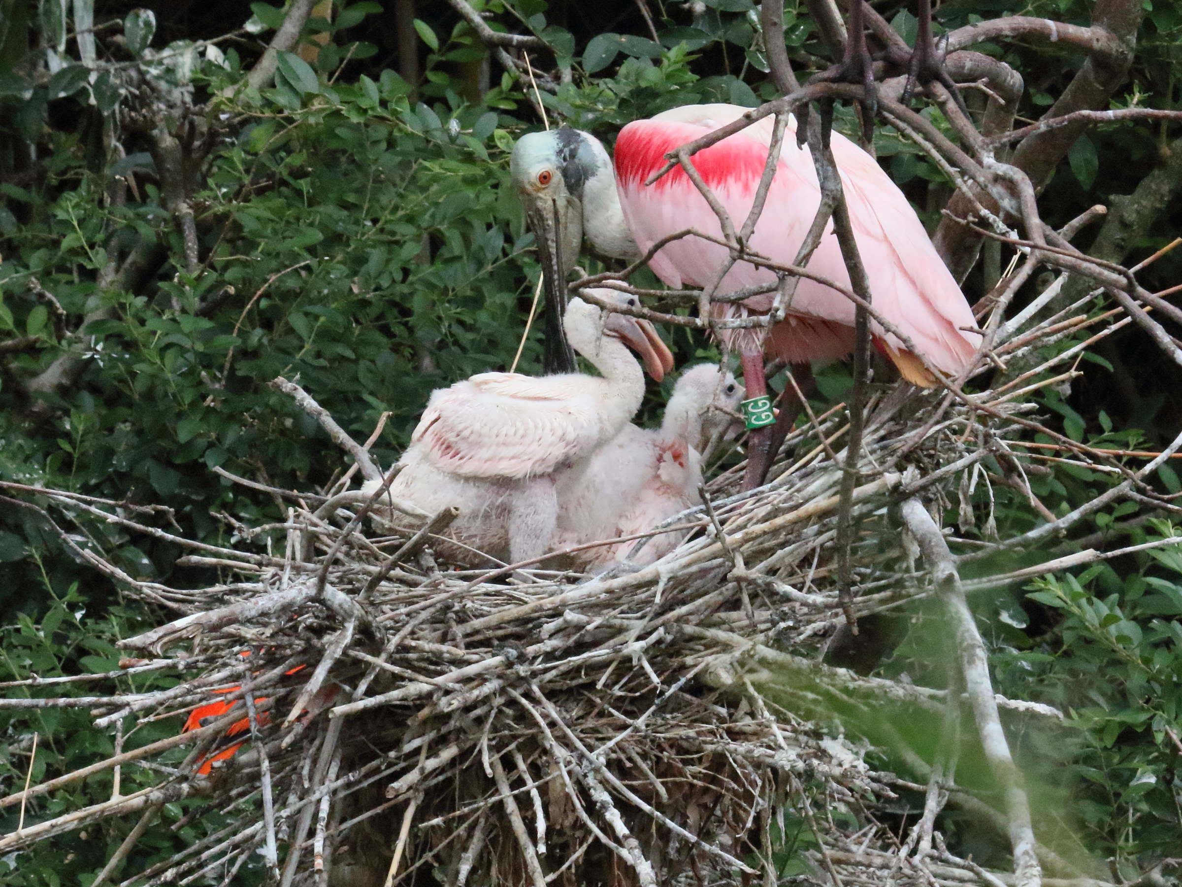 spatule_rosee_-_platalea_ajaja5bd