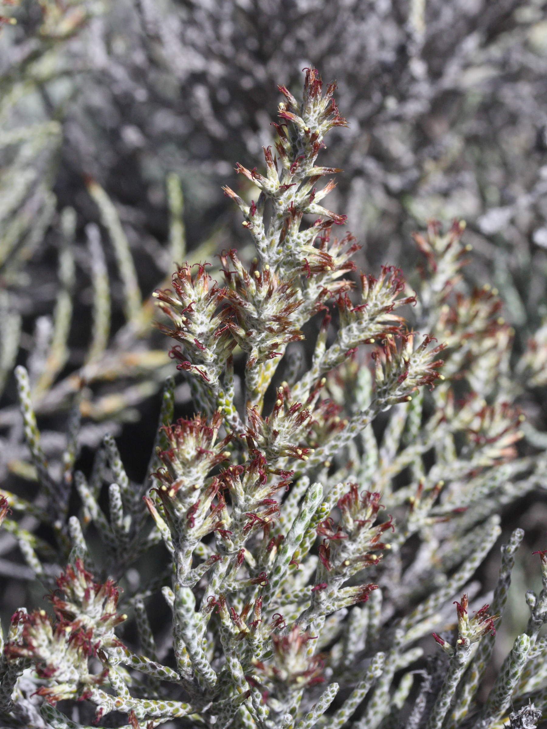 stoebe_passerinoides4md