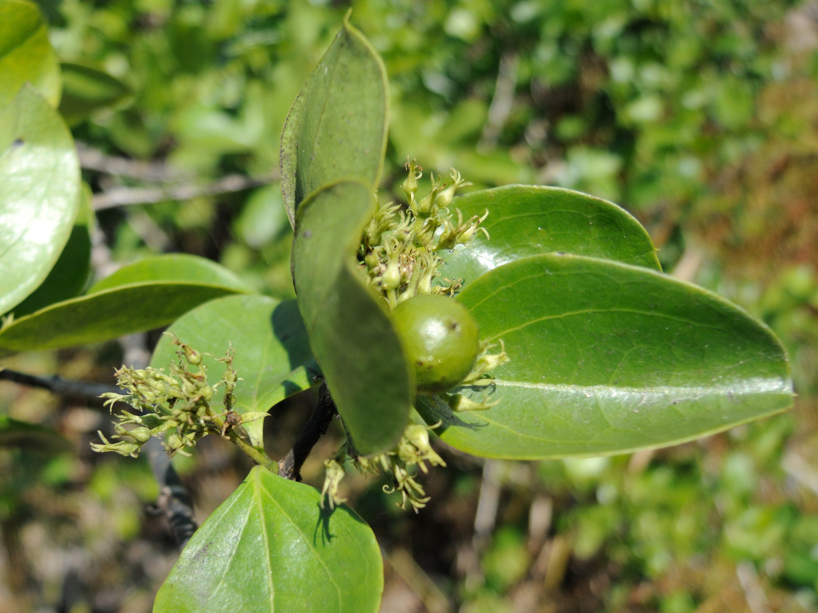 strychnos_spinosa5md