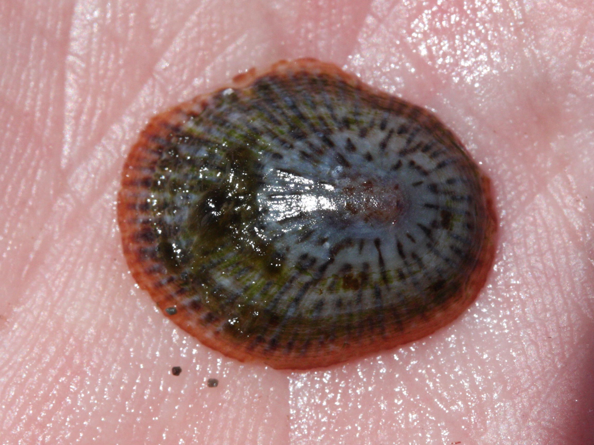 tectura_antillarum1md