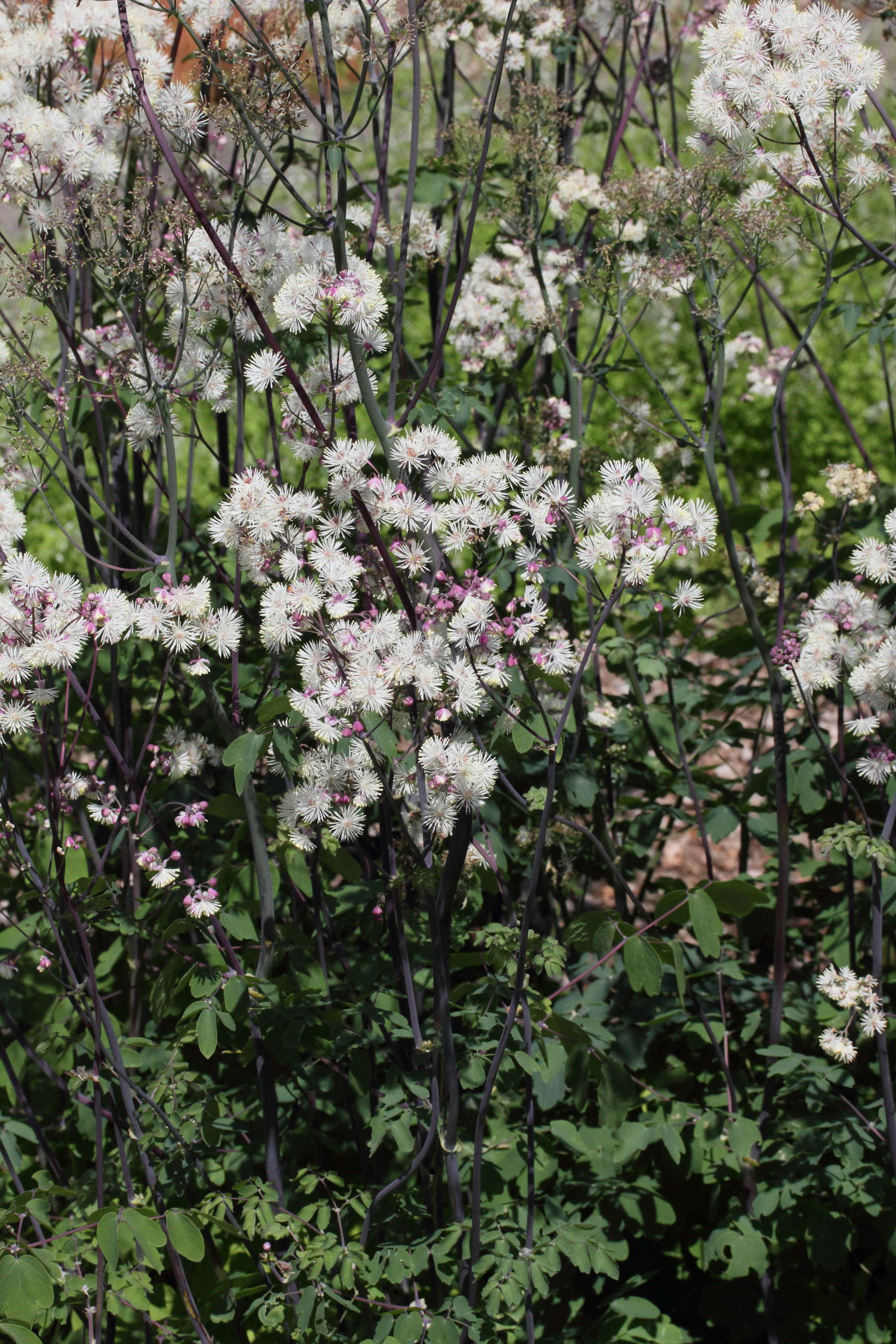 Afficher le média Thalictrum_aquilegiifolium Thalictrum_aquilegiifolium