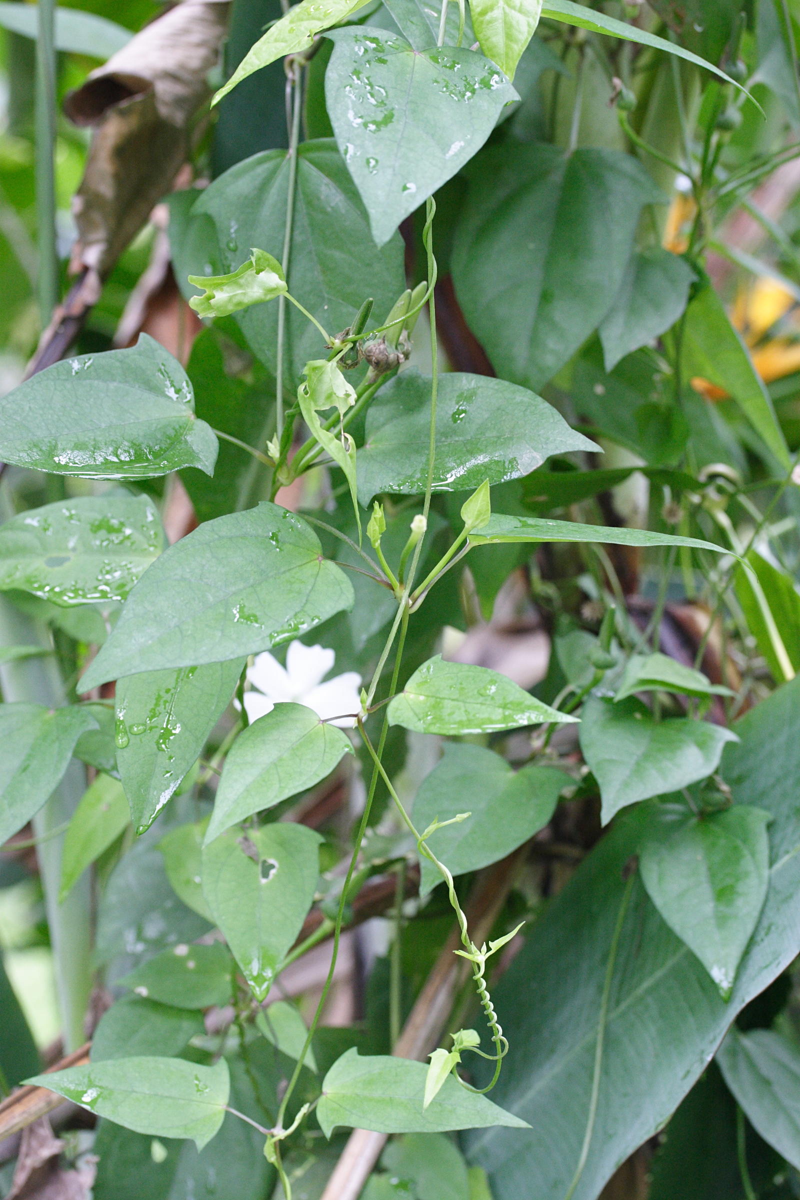 thunbergia_laevis1md