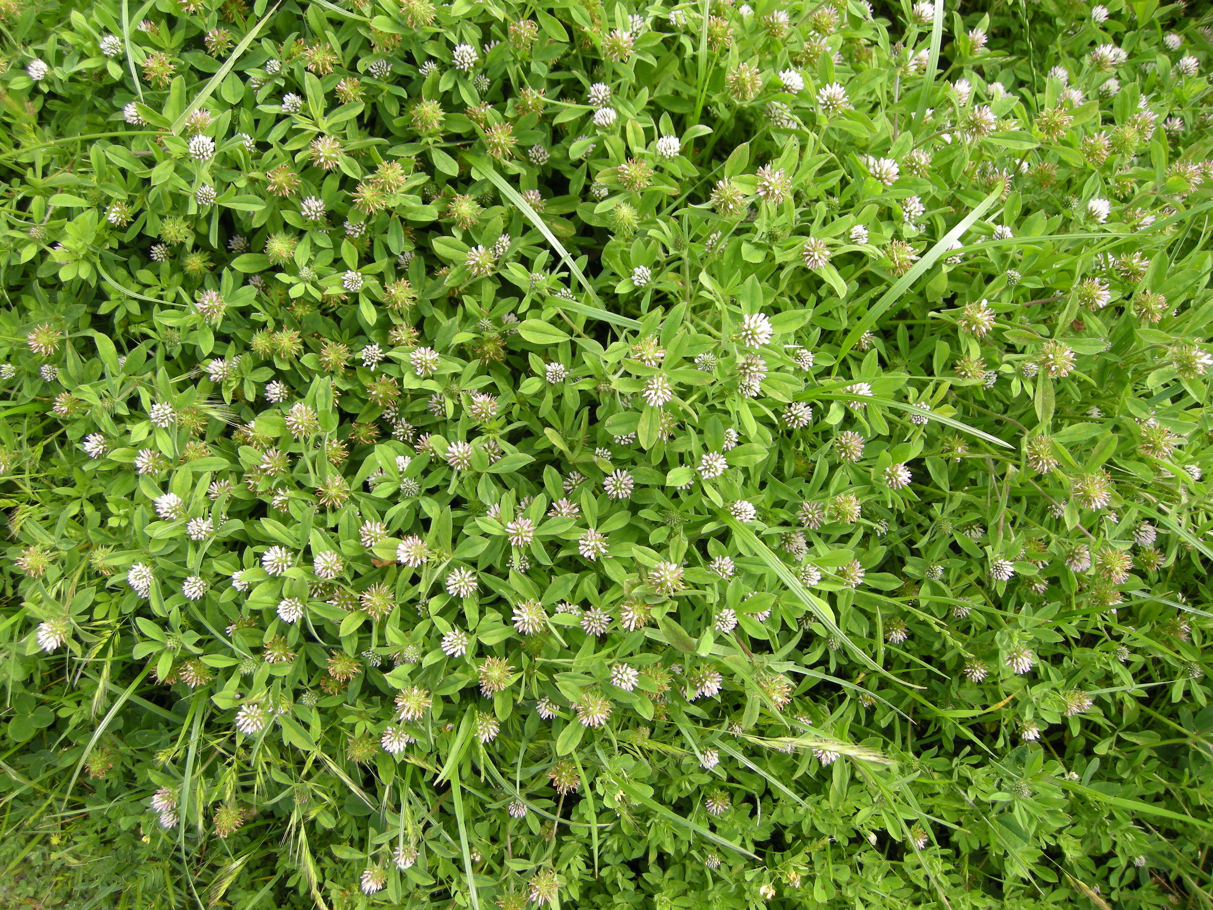 trifolium_maritimum1md