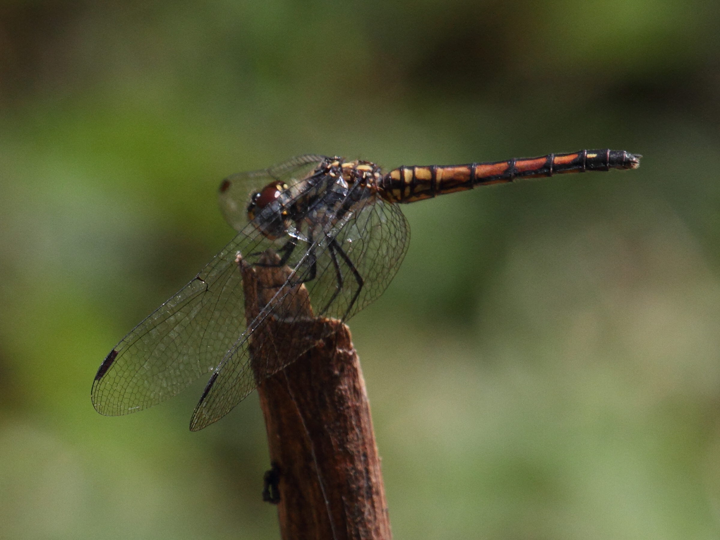 trithemis_selika1bd