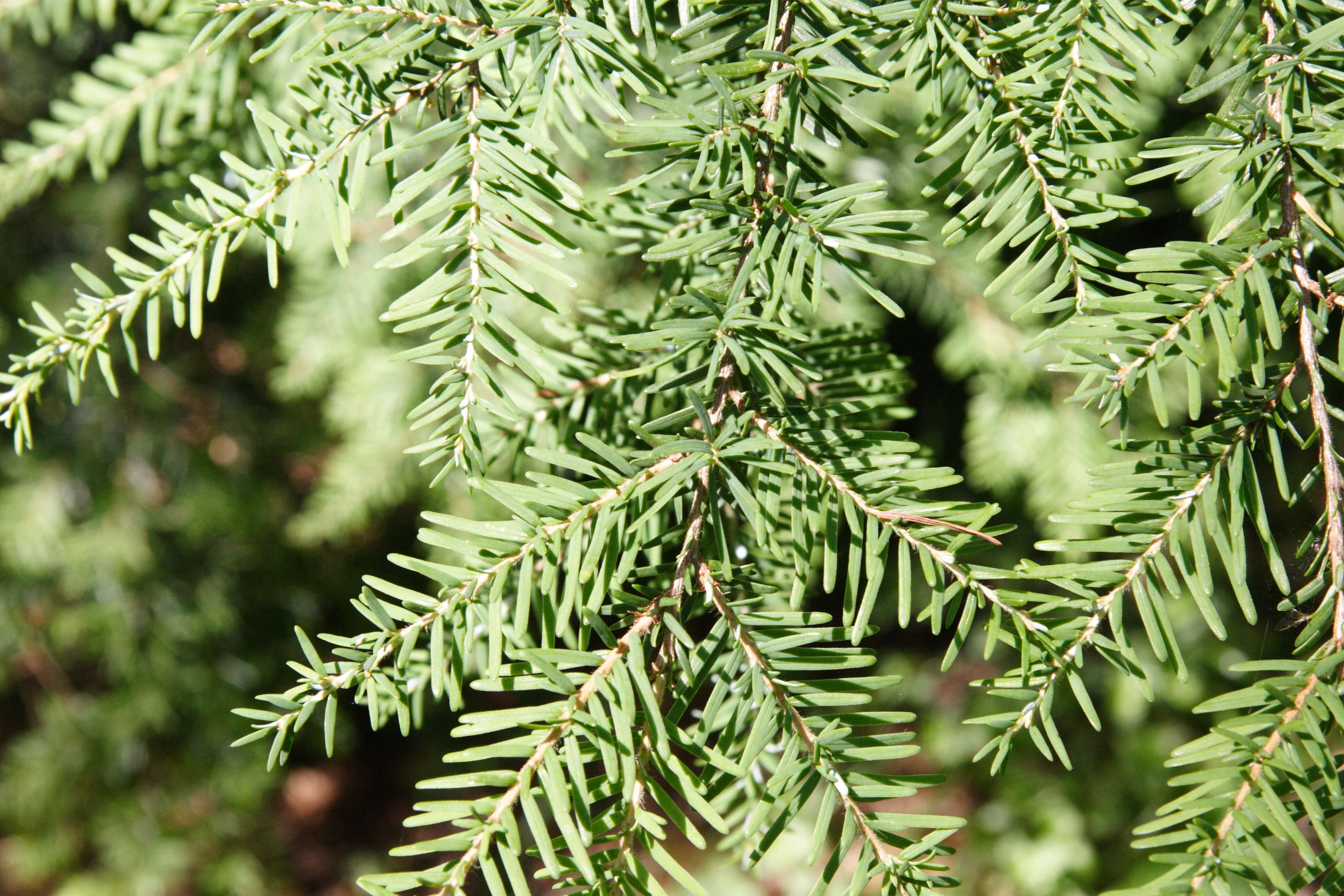 tsuga_heterophylla2md