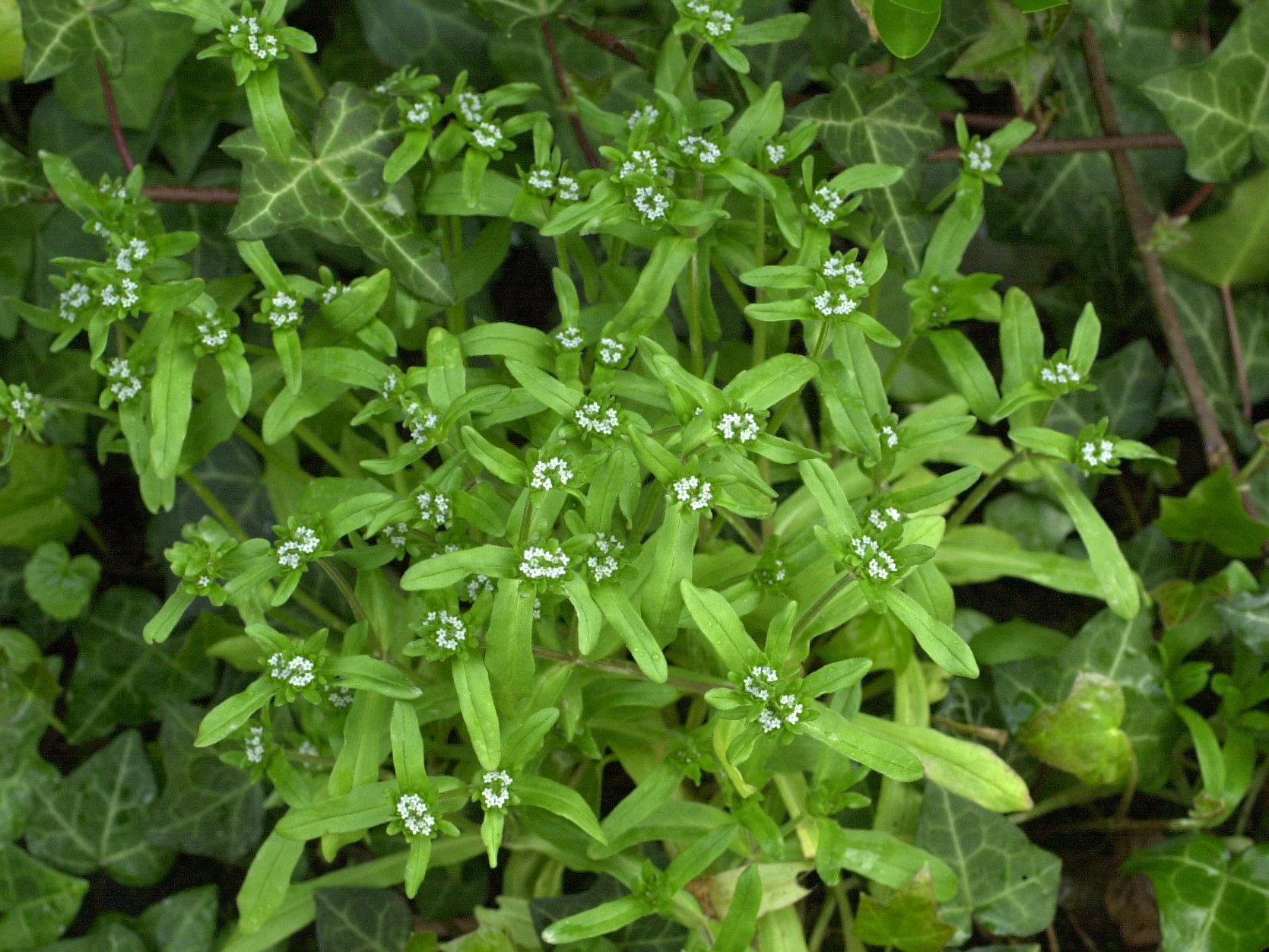 valerianella_locusta1md