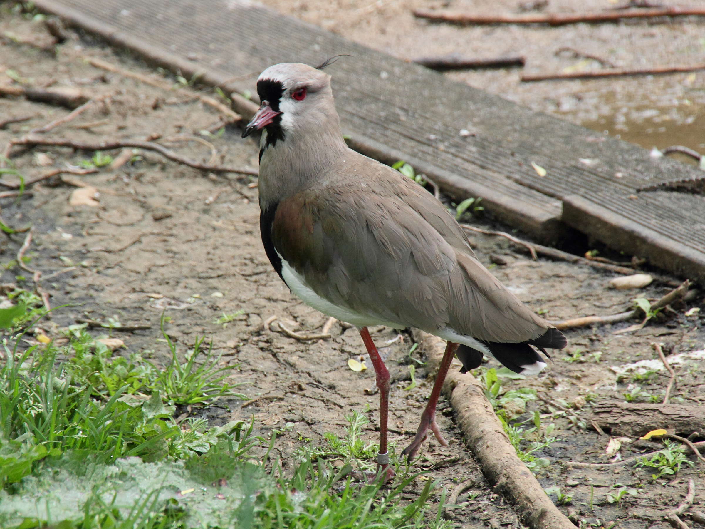 vanneau_du_chili_-_vanellus_chilensis2md
