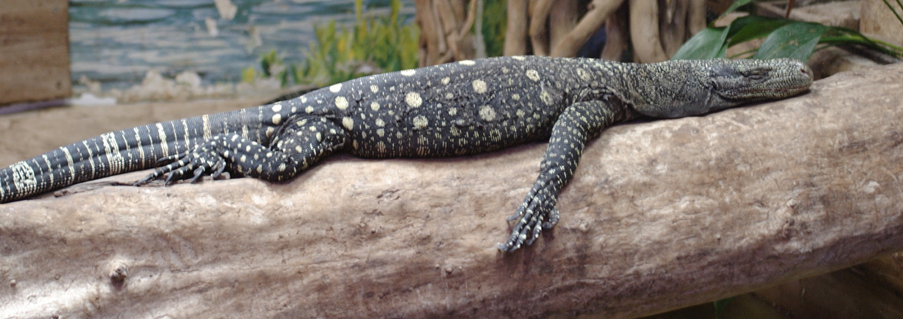 Afficher le média varanus_salvadorii1bd varanus_salvadorii1bd