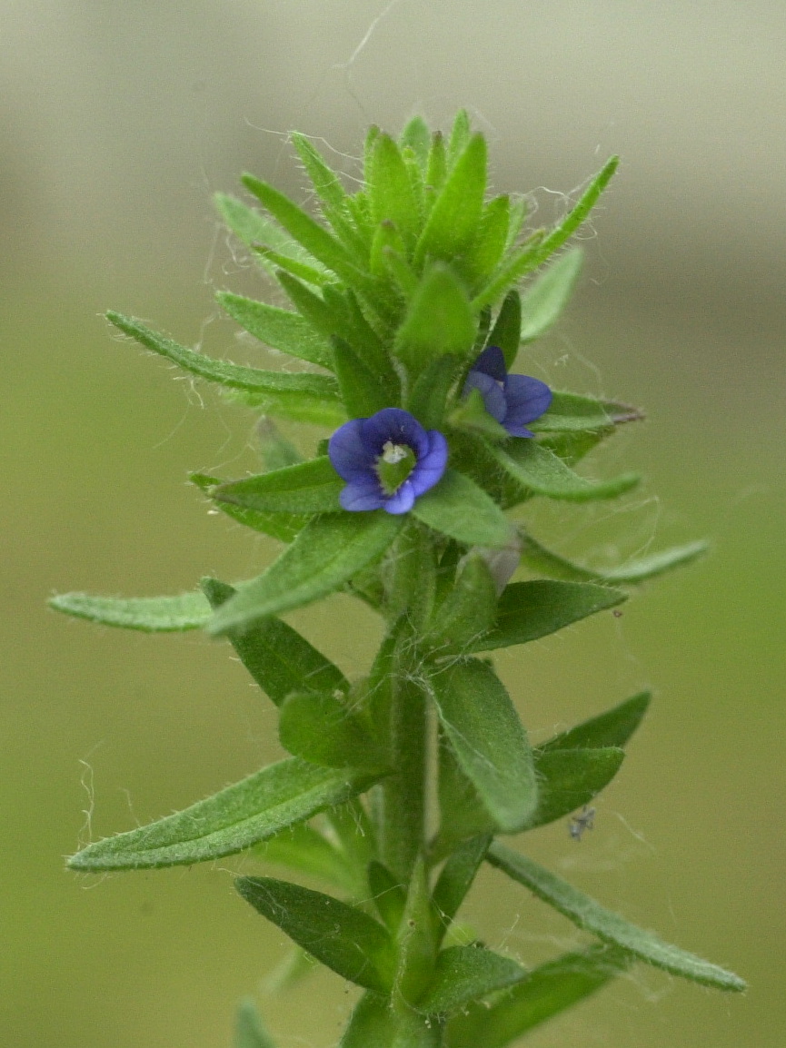 veronica_arvensis1md