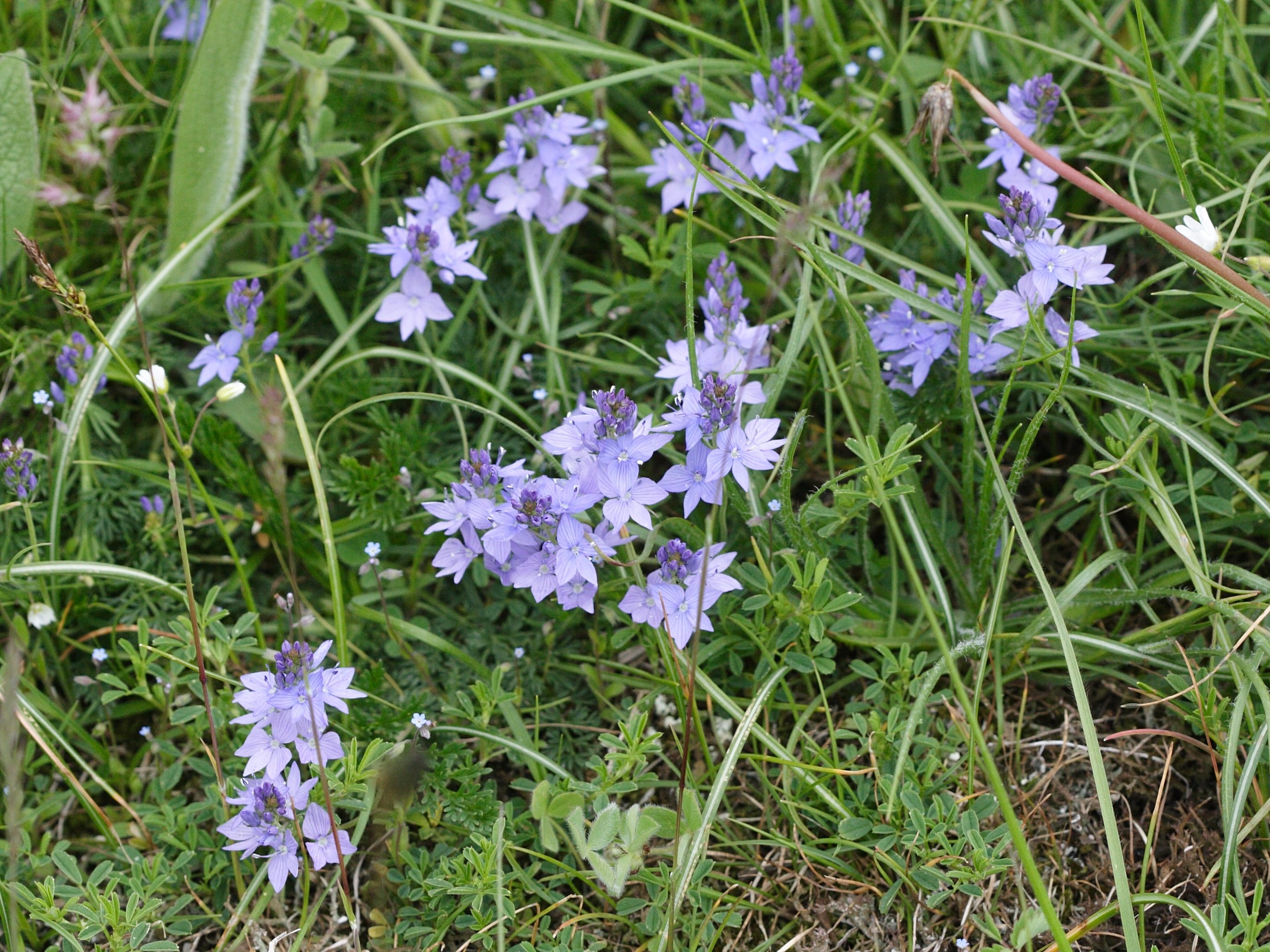 veronica_austriaca_jacquini4md