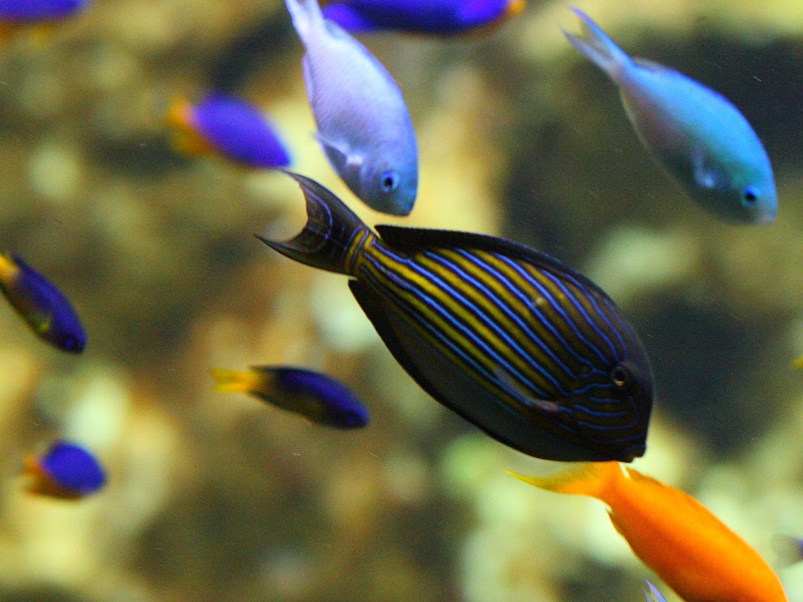 Afficher le média acanthurus_lineatus1bd acanthurus_lineatus1bd