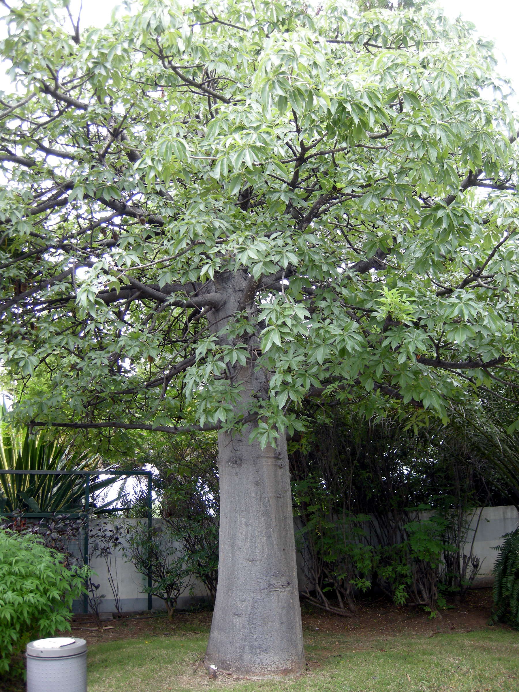 adansonia_digitata2md