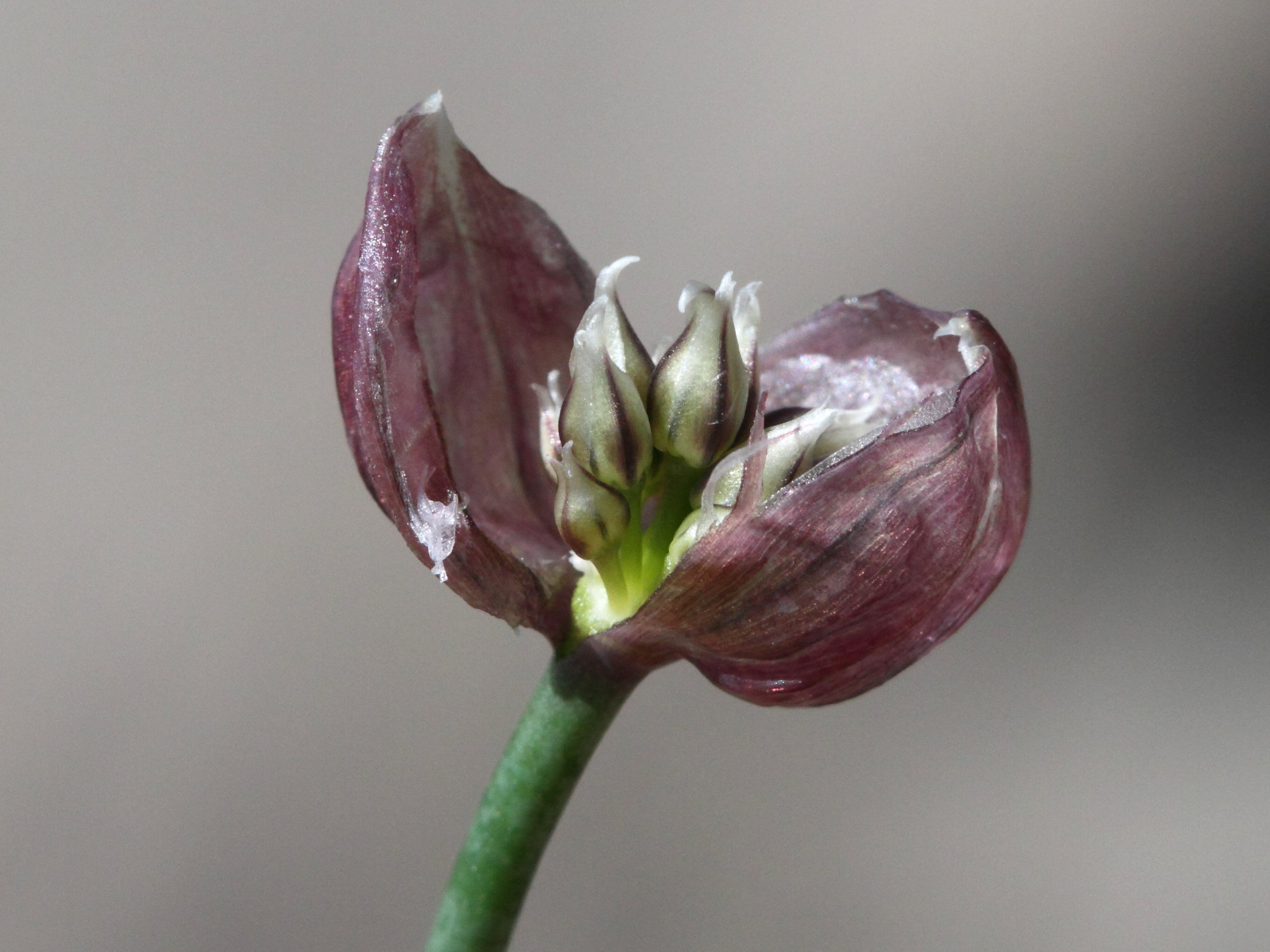 allium_schoenoprasum6bd