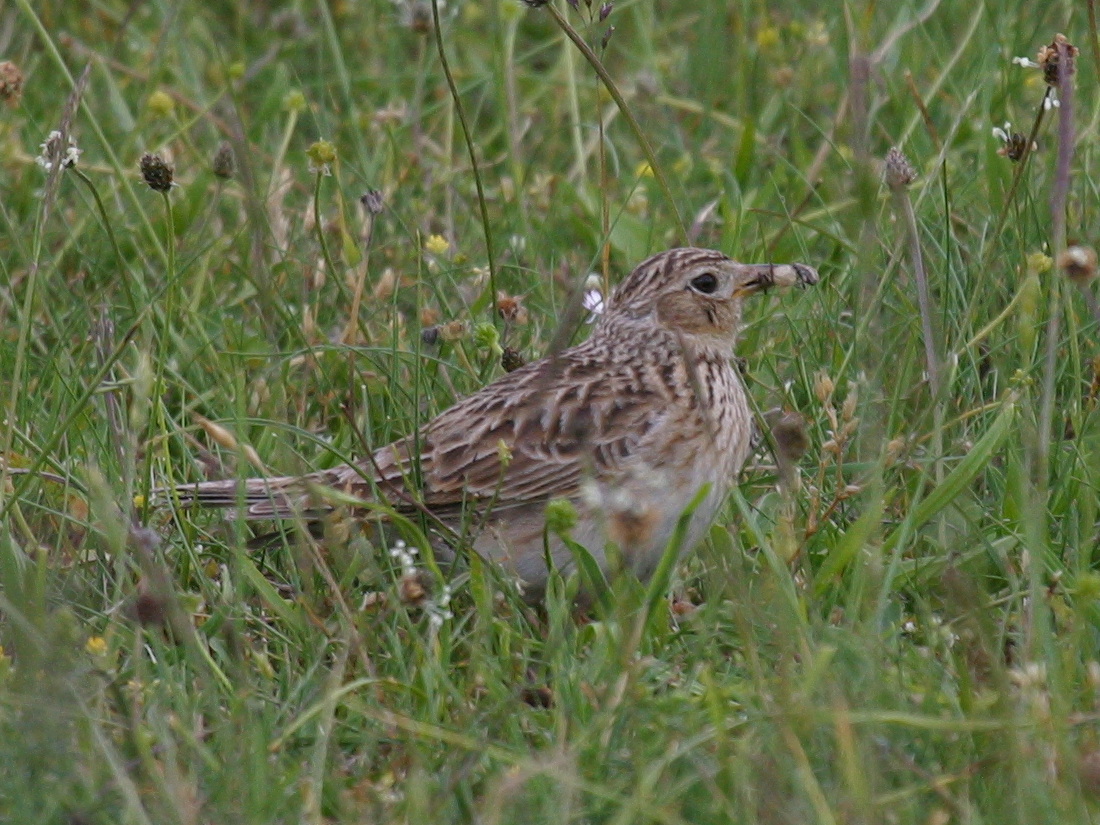 alouette_des_champs_-_alauda_arvensis3bd