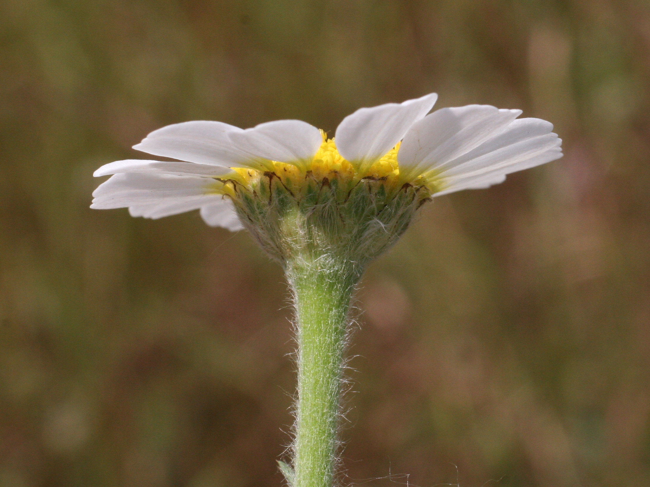 anthemis_arvensis2md