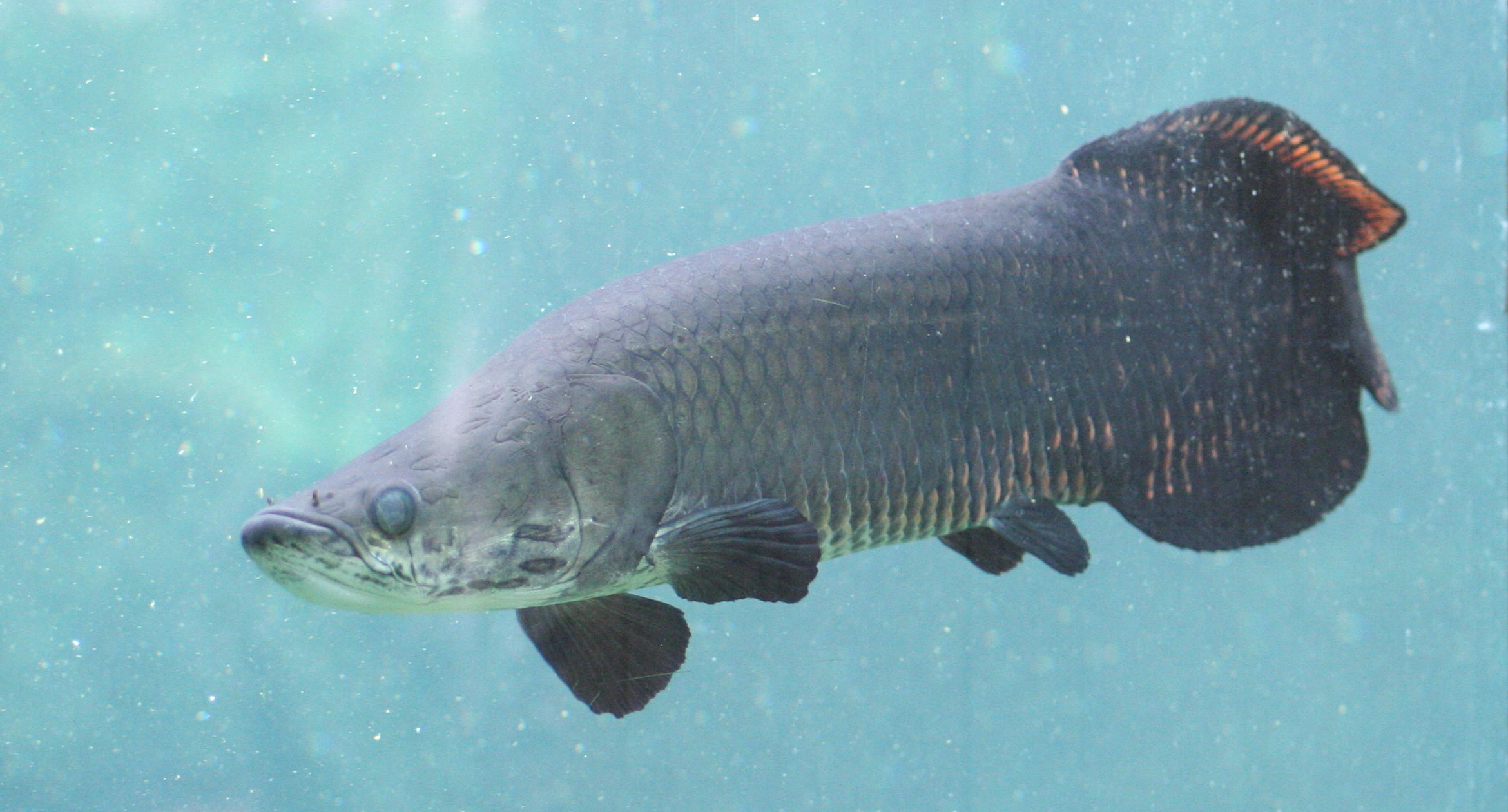 arapaima_gigas1md