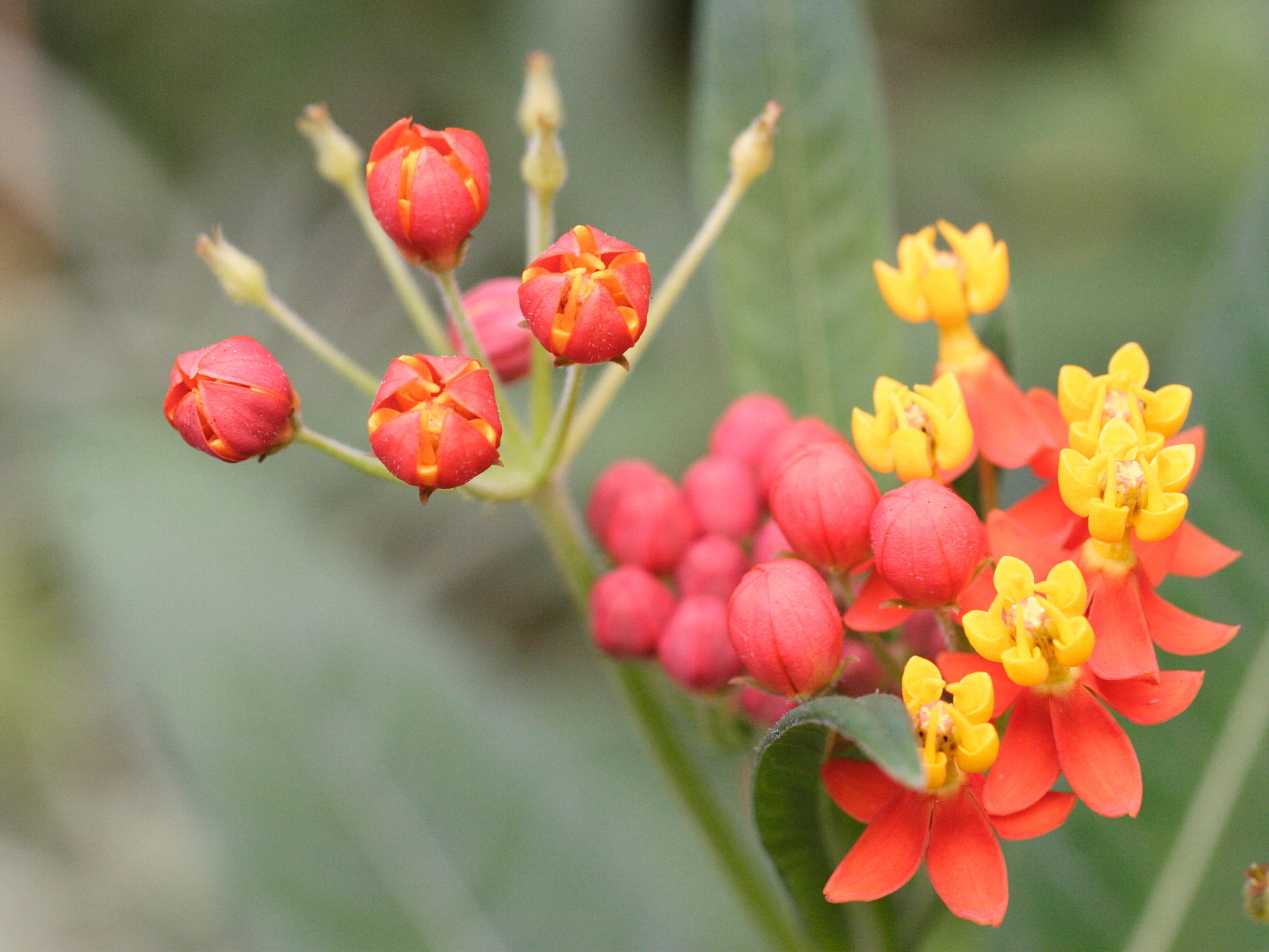 asclepias_curassavica3md