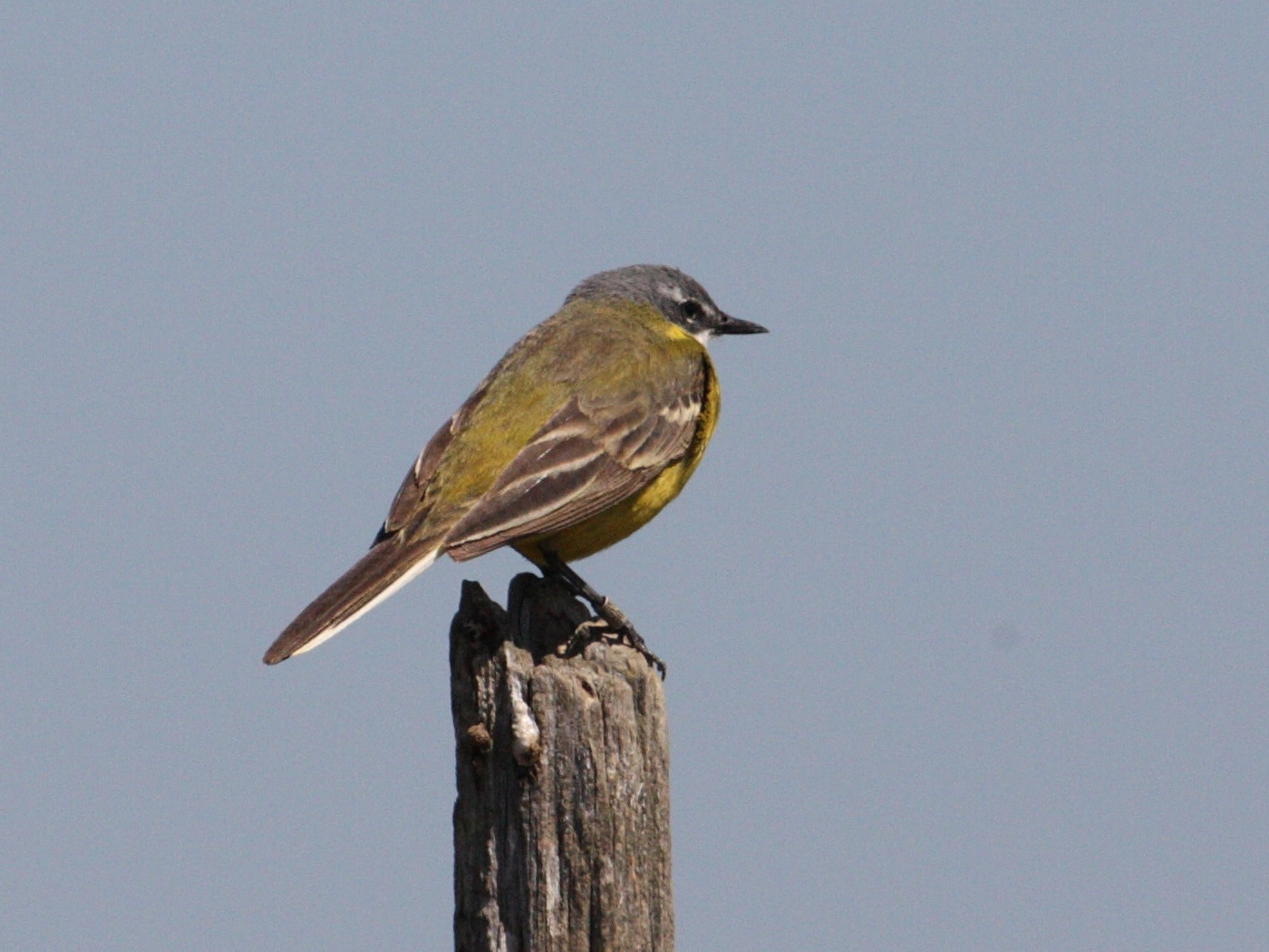 bergeronnette_printaniere_-_motacilla_flava_flava1md