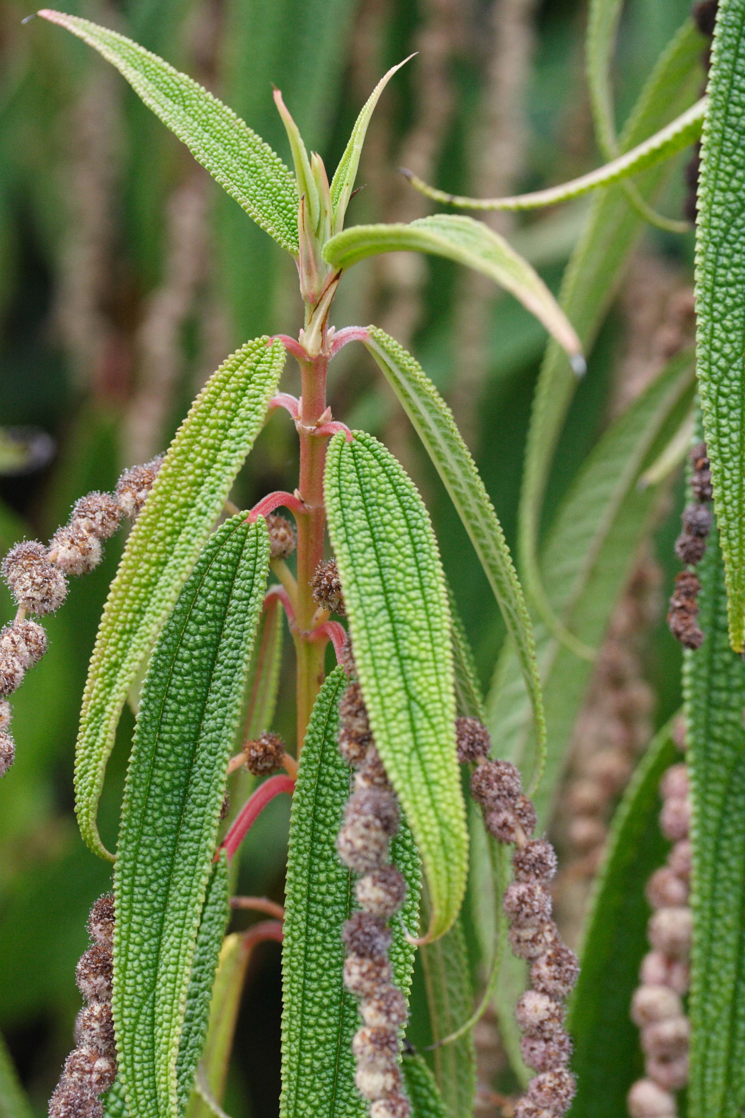 Afficher le média boehmeria_penduliflora5md boehmeria_penduliflora5md