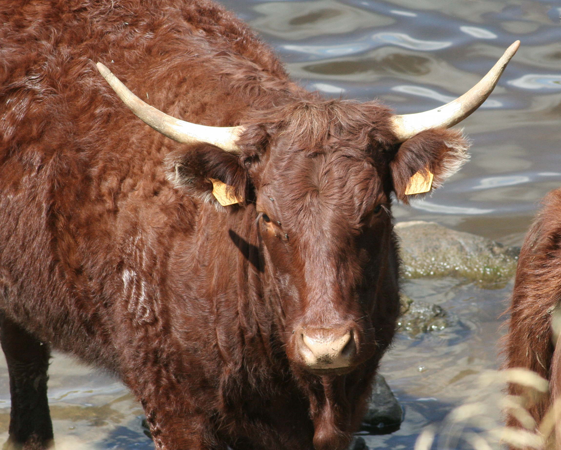 Bos_taurus (8)