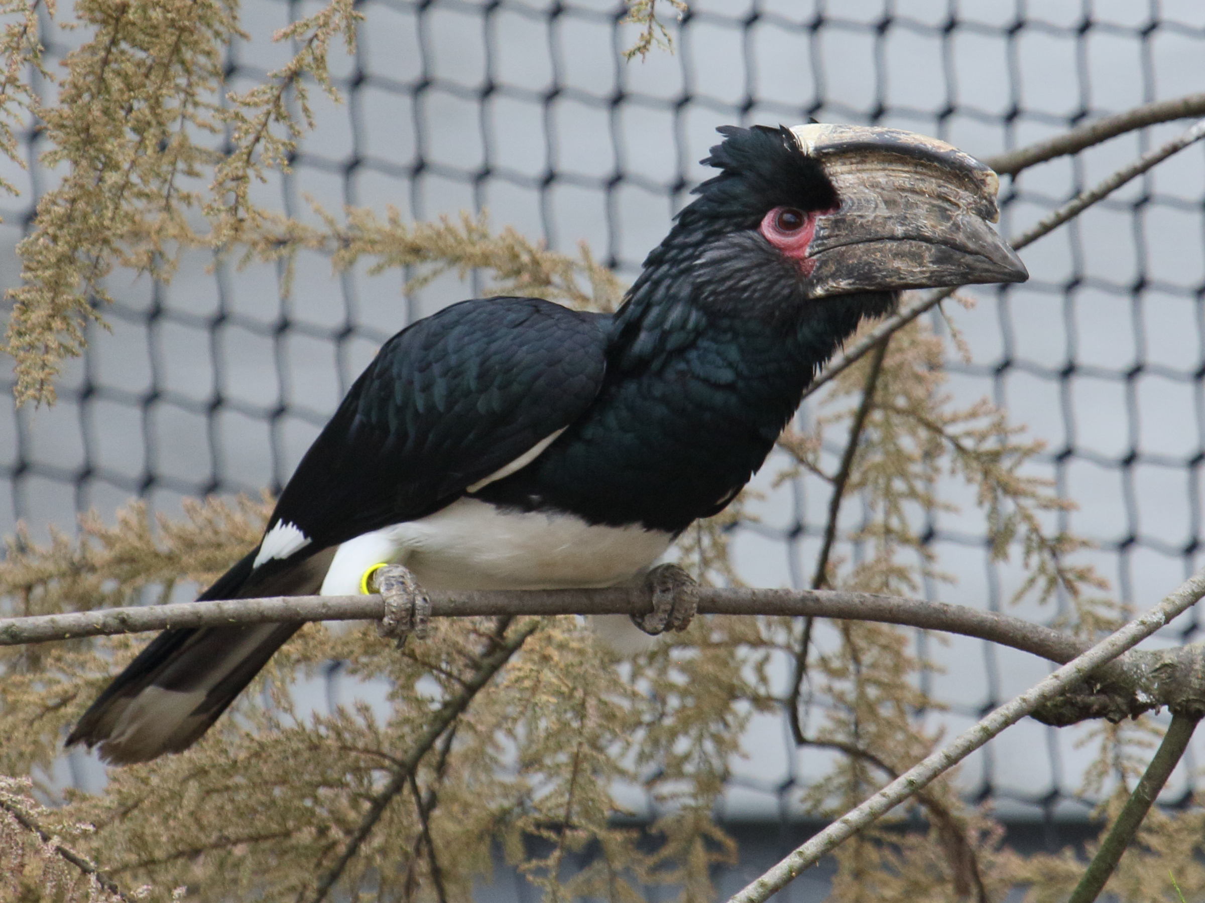 calao_trompette_-_bycanistes_bucinator3bd