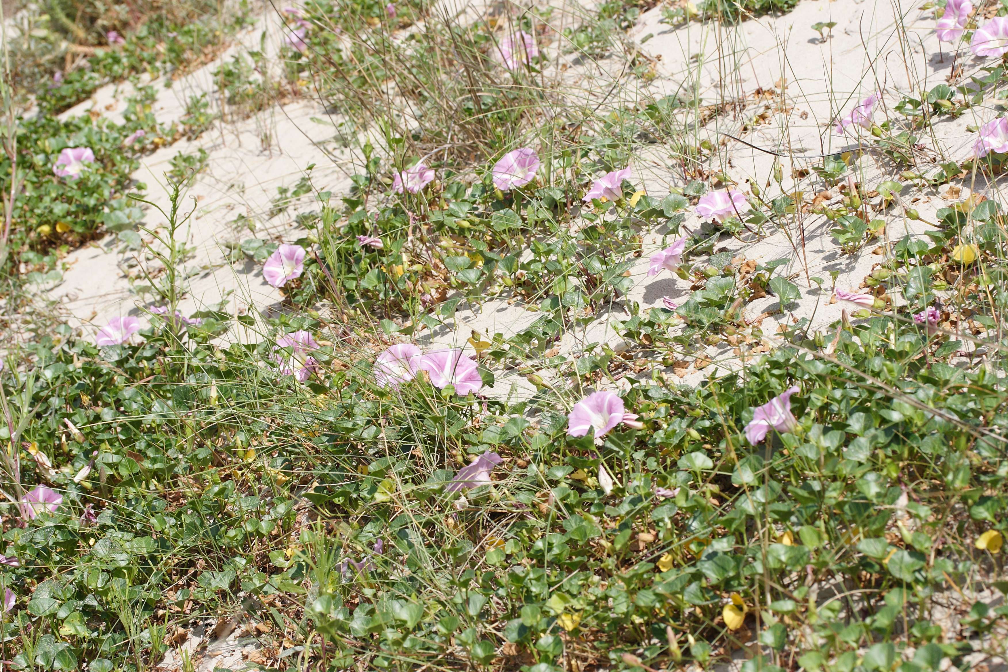 Afficher le média calystegia_soldanella3md calystegia_soldanella3md