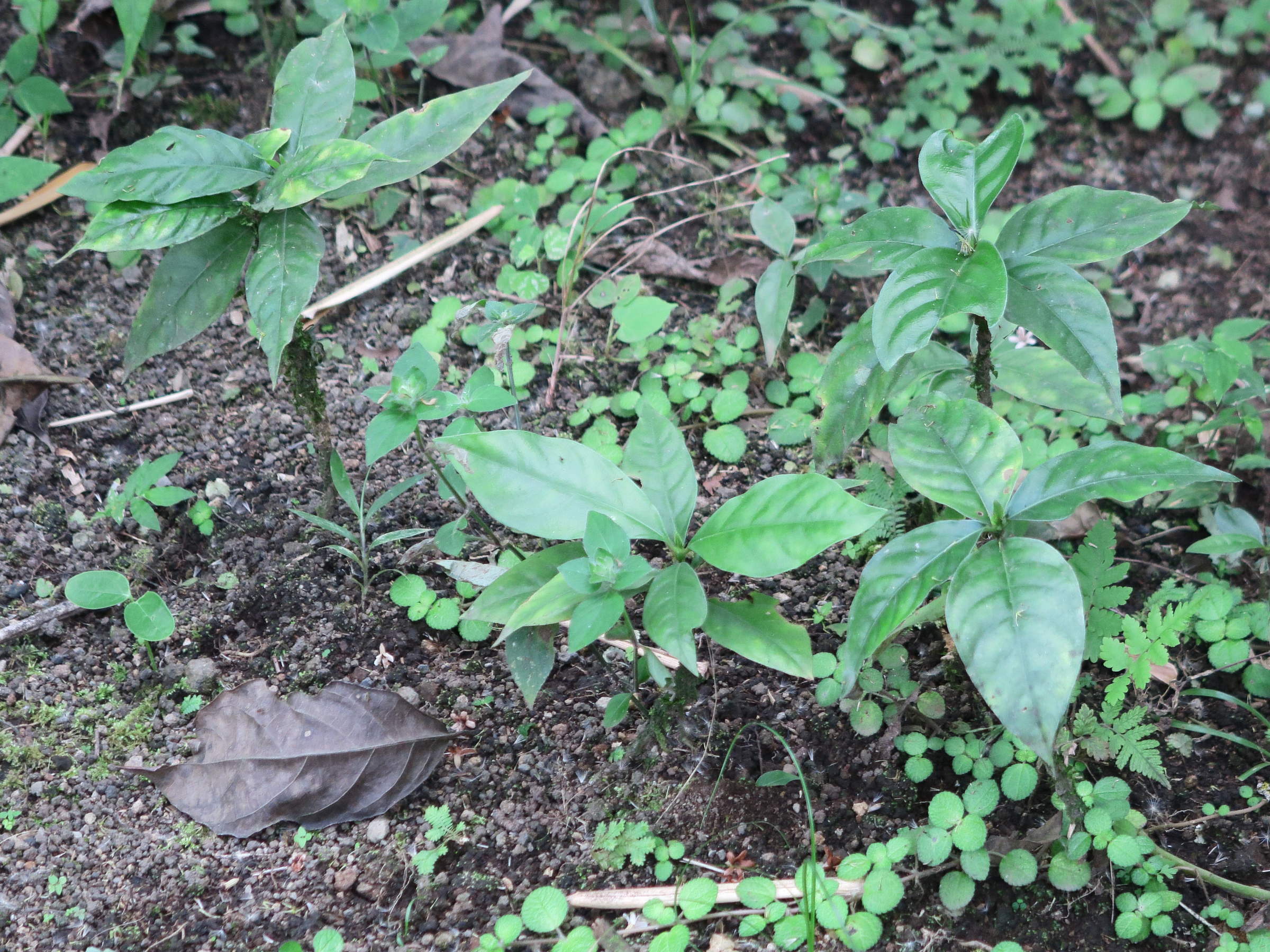 Afficher le média carapichea_ipecacuanha1md carapichea_ipecacuanha1md