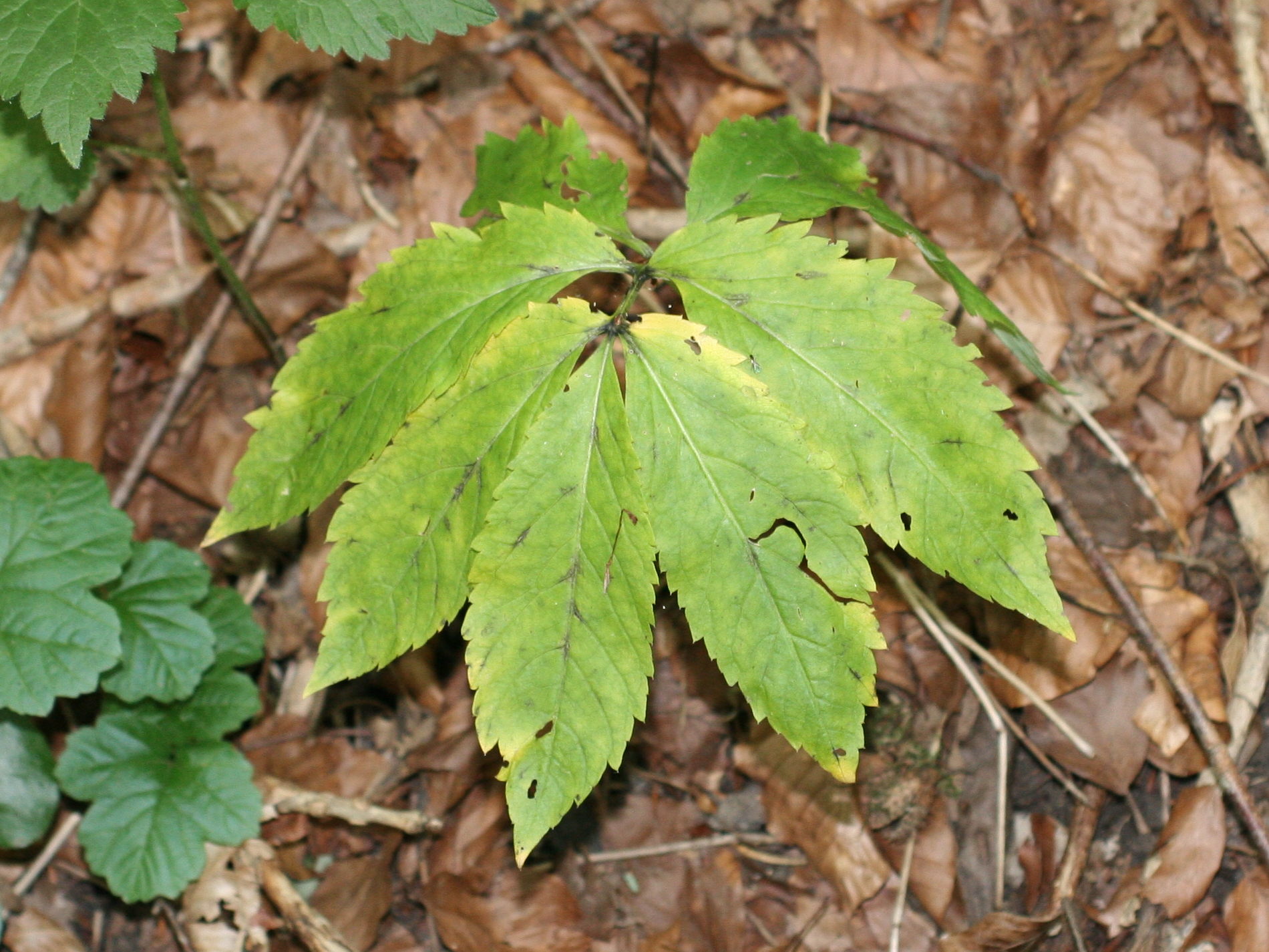 cardamine_heptaphylla3md
