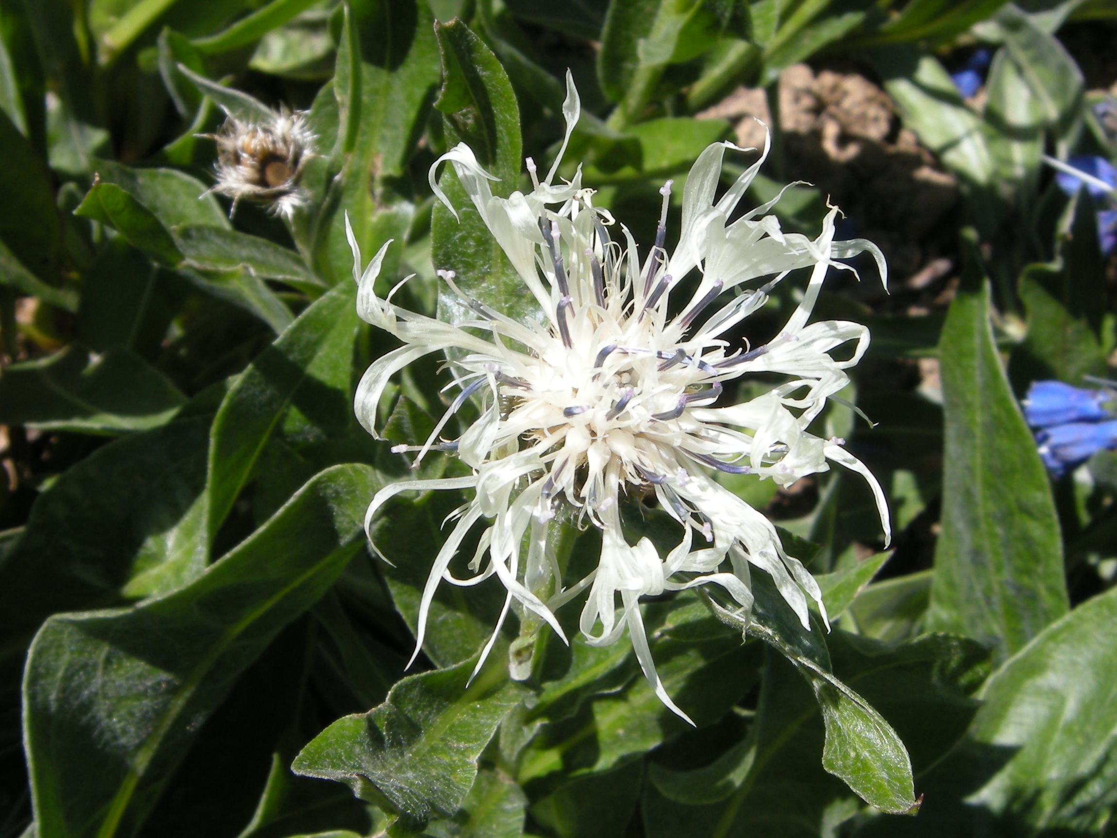 centaurea_fischeri1md