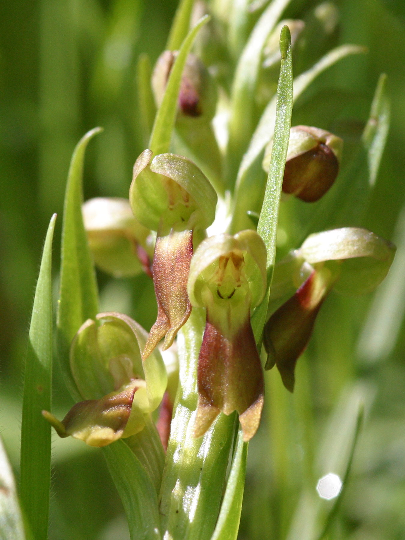 coeloglossum_viride4bbd