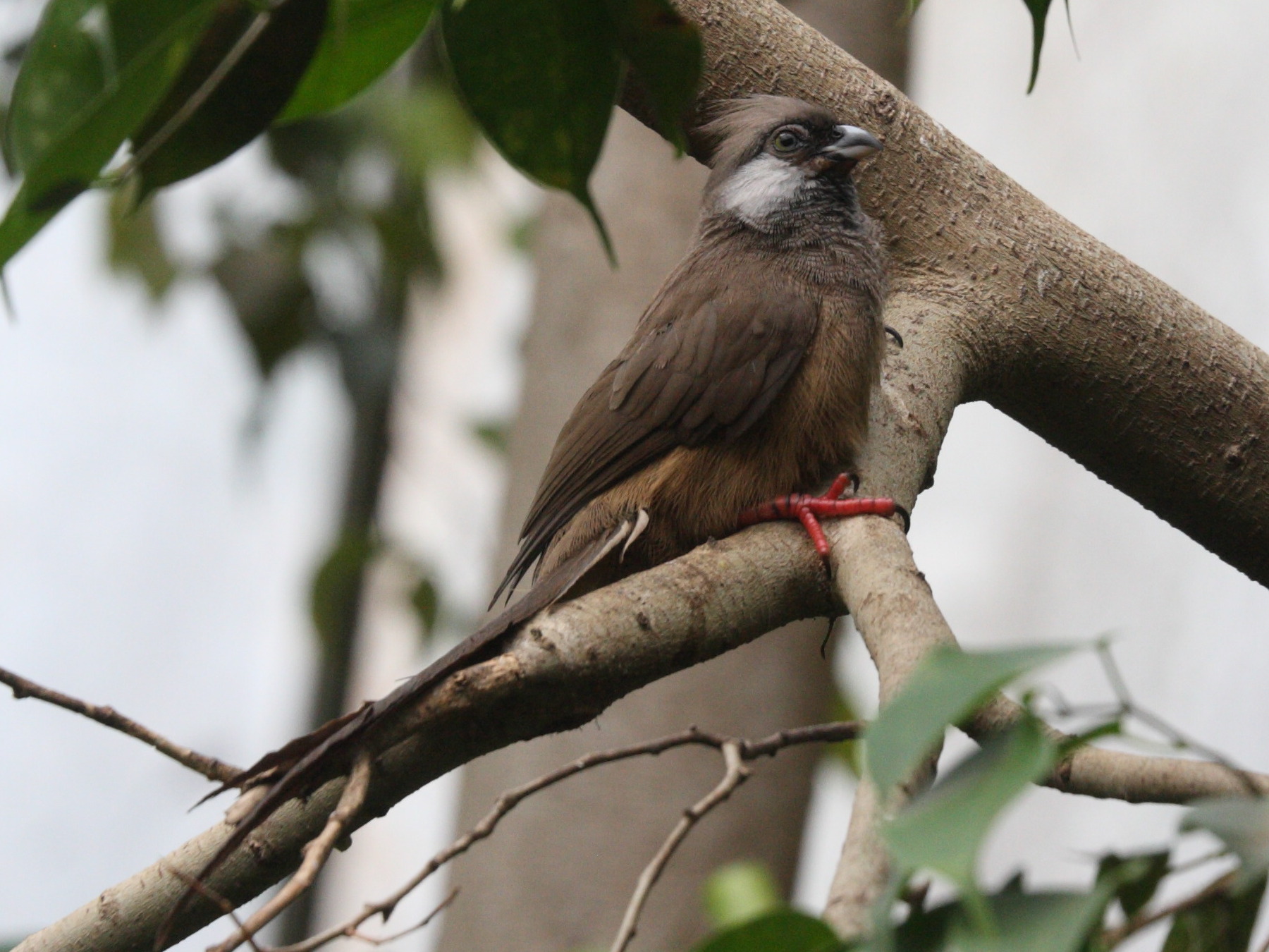 coliou_raye_-_colius_striatus2md