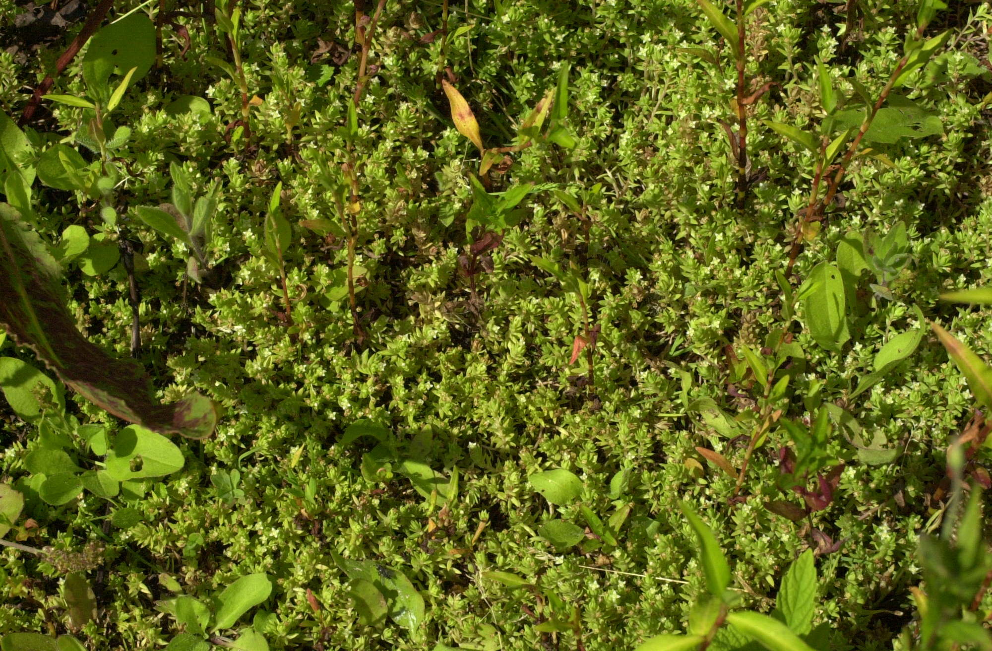 crassula_helmsii1md
