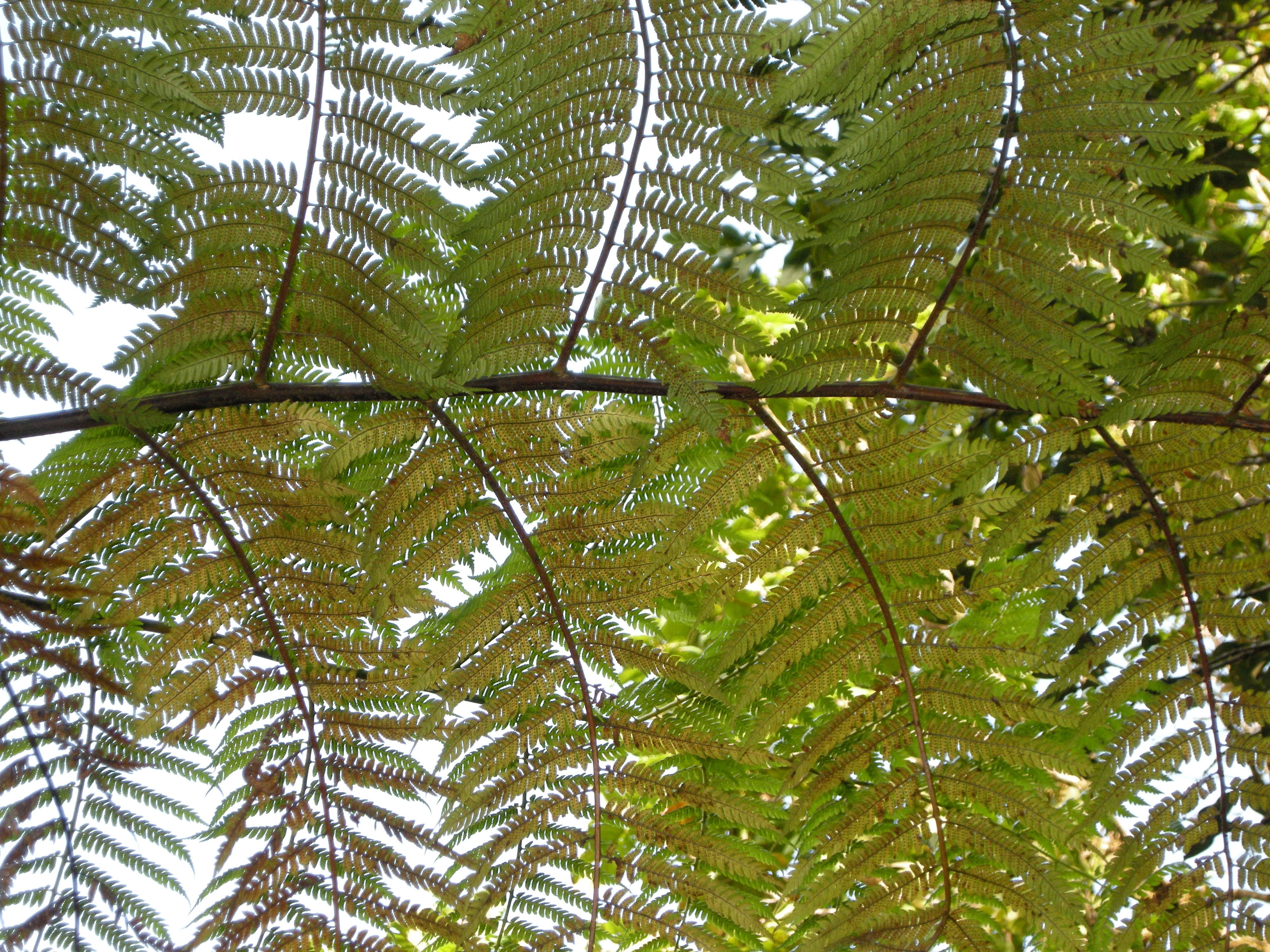 Afficher le média Cyathaea_muricata Cyathaea_muricata