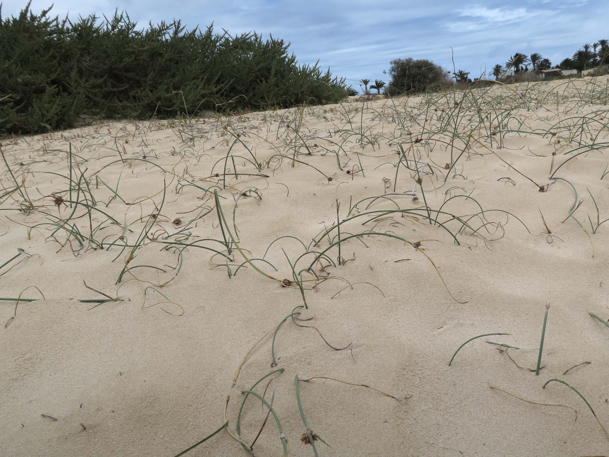 cyperus_capitatus2md