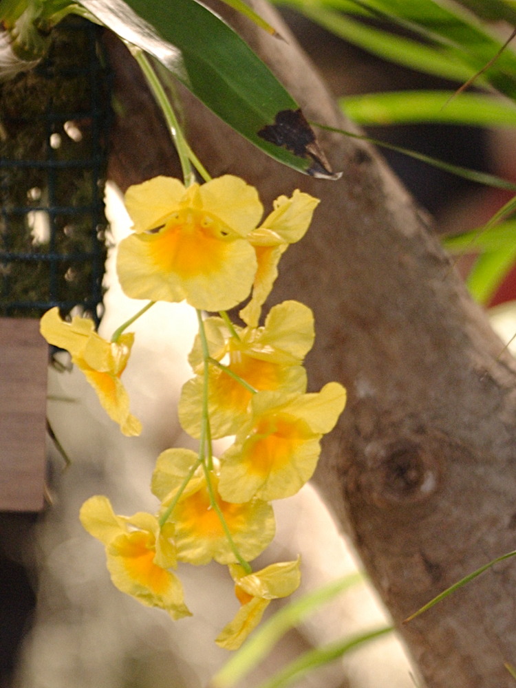 dendrobium_ejirii2bd