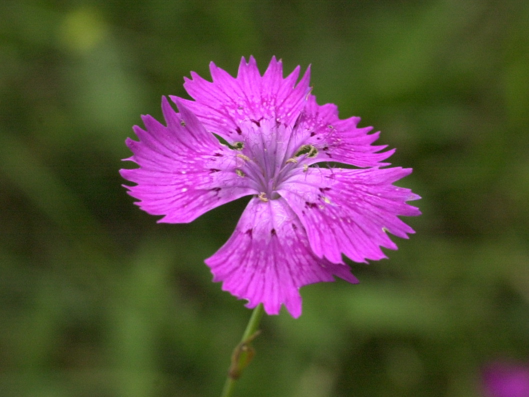 Afficher le média dianthus_seguieri_pseudocollinus2md dianthus_seguieri_pseudocollinus2md