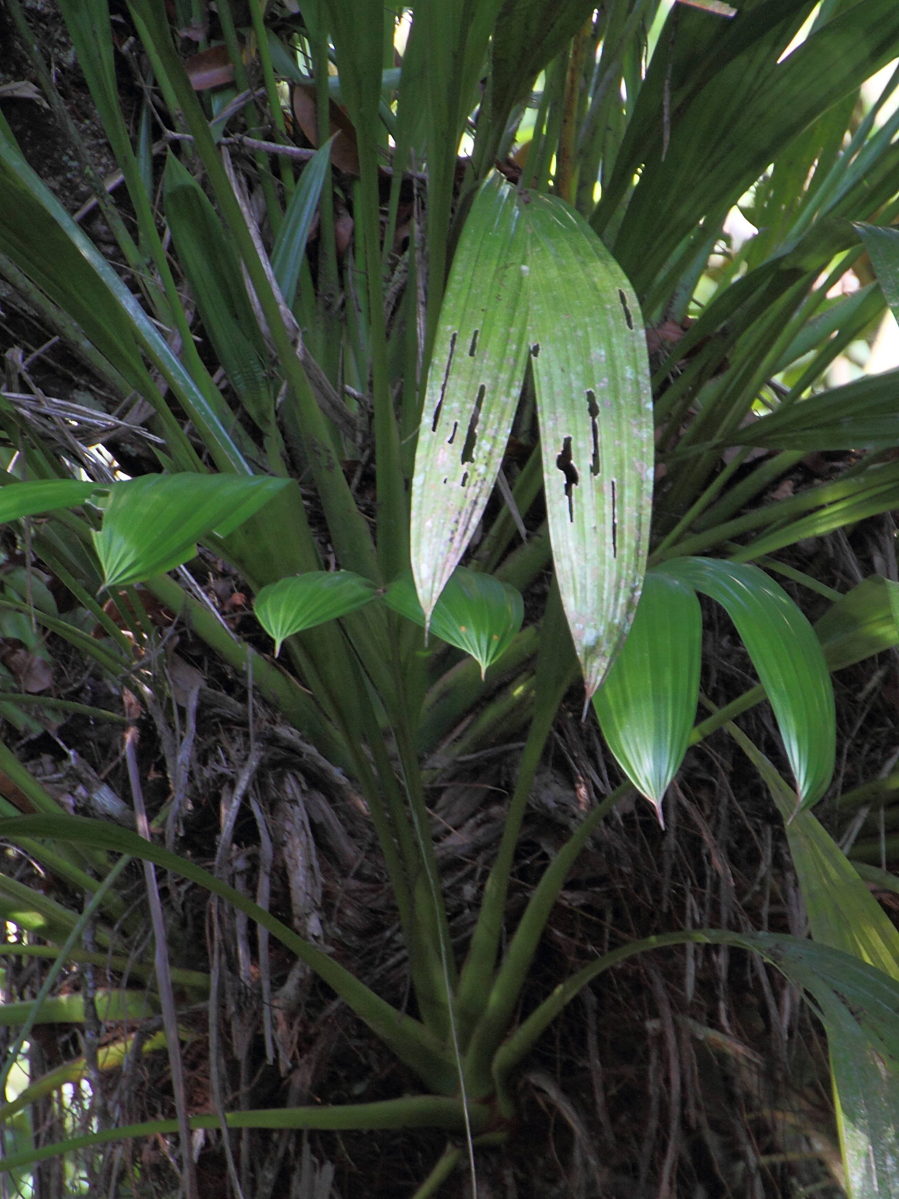 dicranopygium_umbrophilum2md